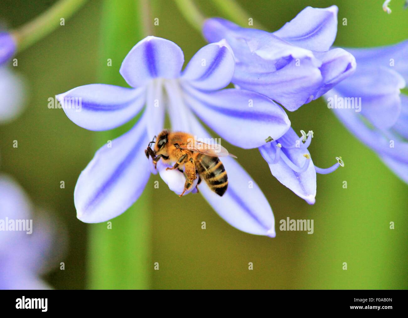 Blue,African Lily,  African agapanthus (Agapathus africanus) with wasp bee collecting pollen Stock Photo