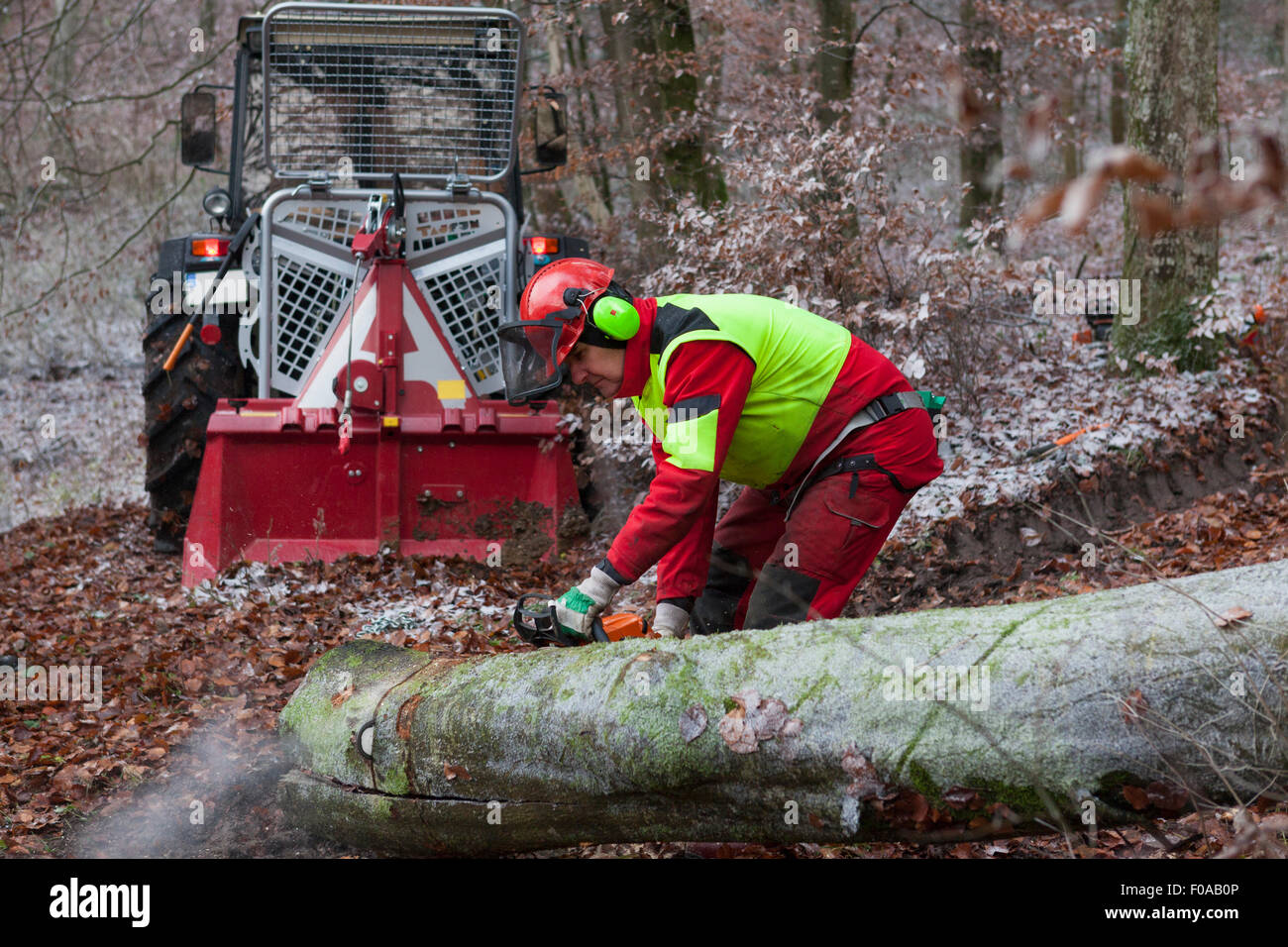 Logger sawing tree in forest Stock Photo