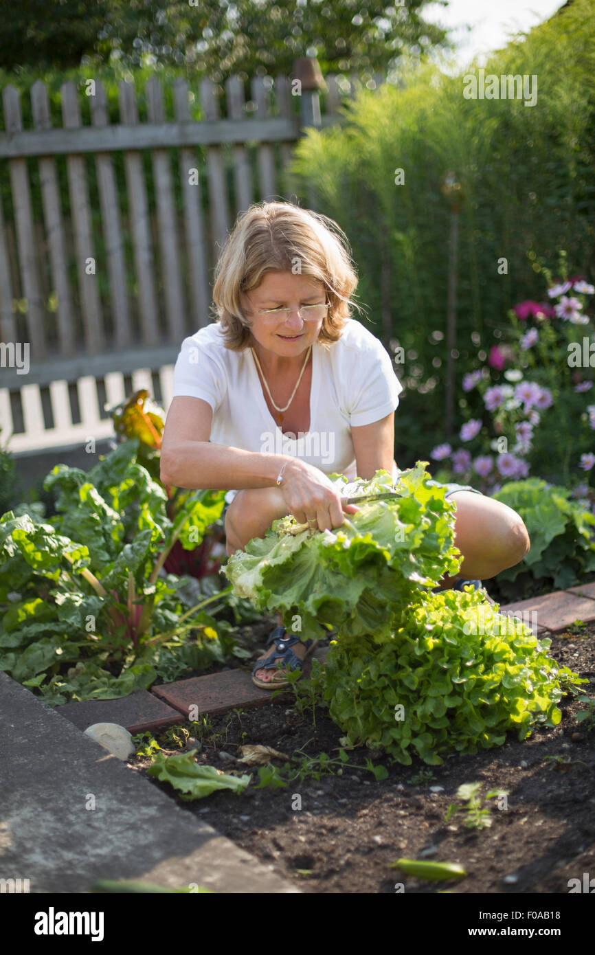 Woman harvesting lettuce in garden Stock Photo