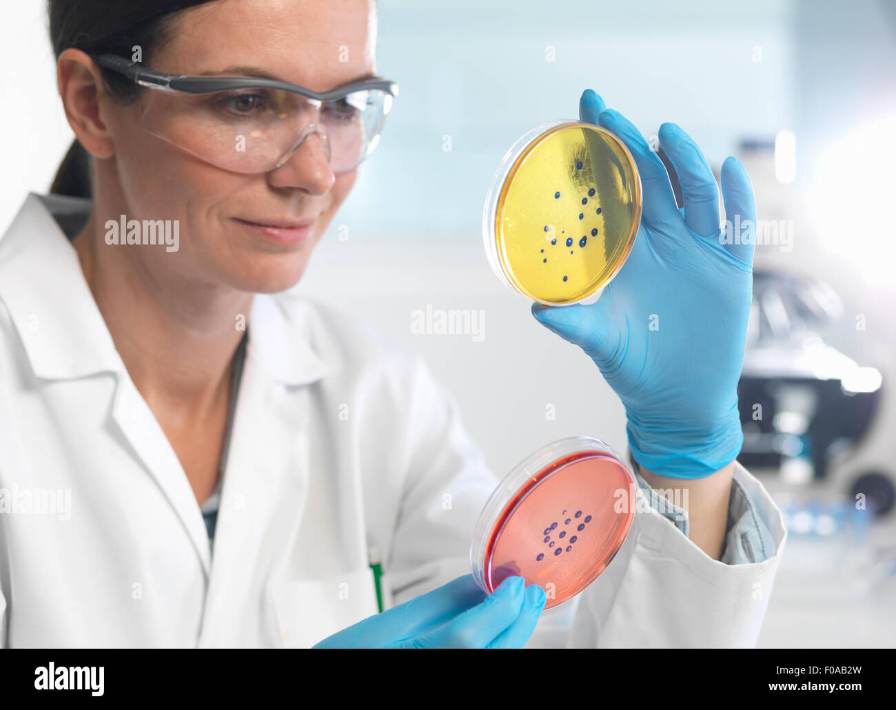 Scientist examining set of petri dishes in microbiology lab Stock Photo