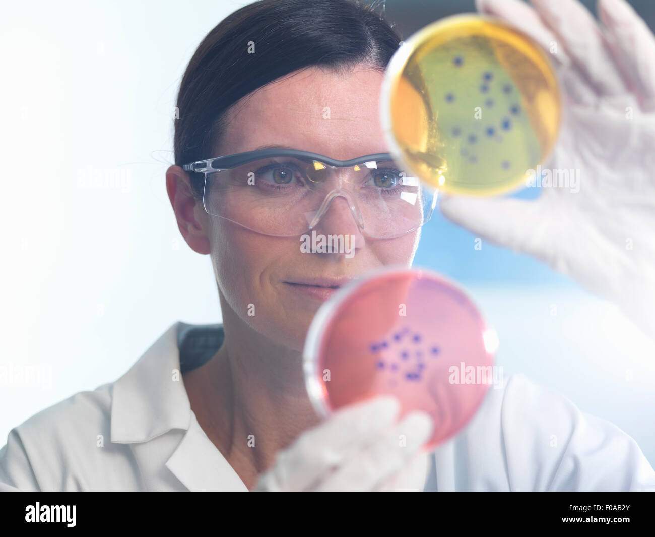 Scientist examining set of petri dishes in microbiology lab Stock Photo