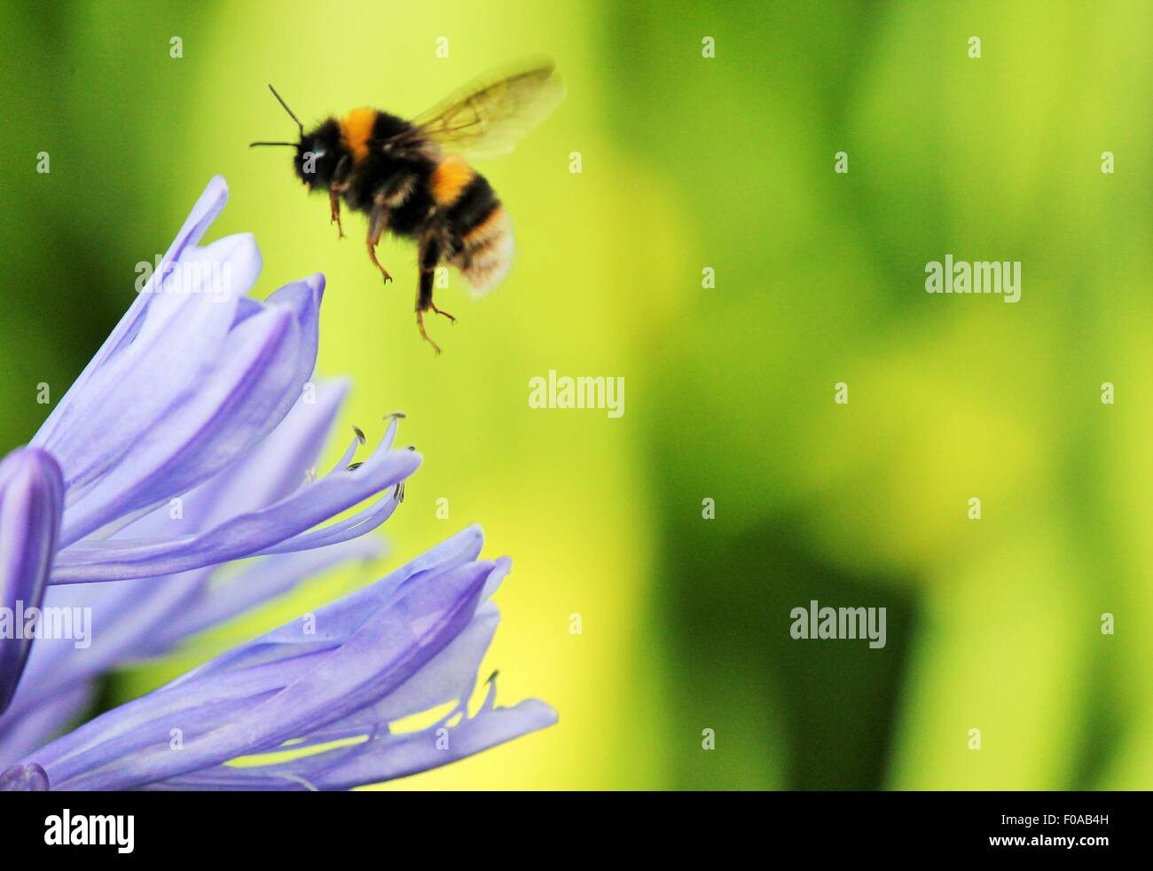 Blue,African Lily,  African agapanthus (Agapathus africanus) with bumble bee collecting pollen Stock Photo