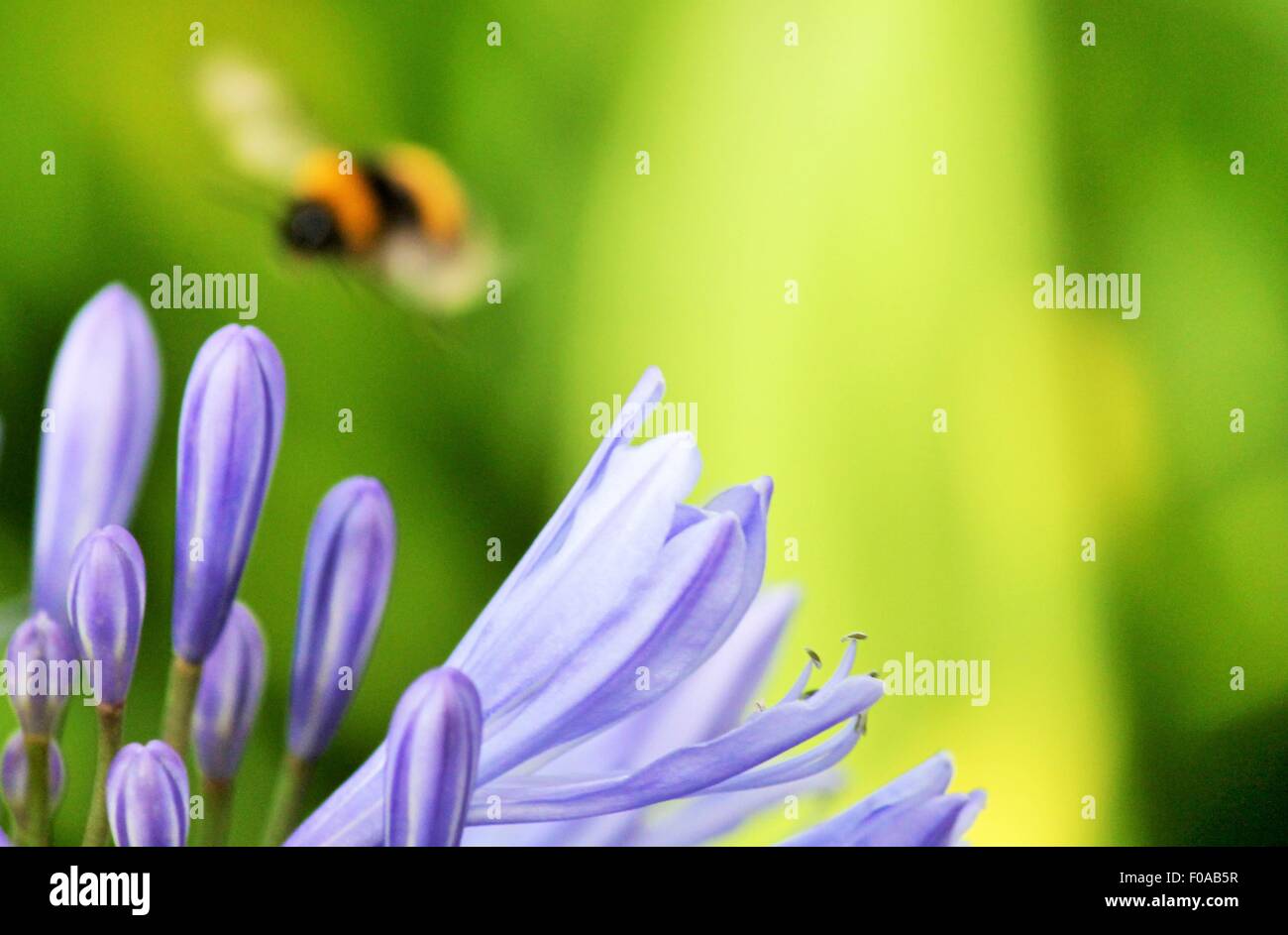 Blue,African Lily,  African agapanthus (Agapathus africanus) with bumble bee collecting pollen Stock Photo