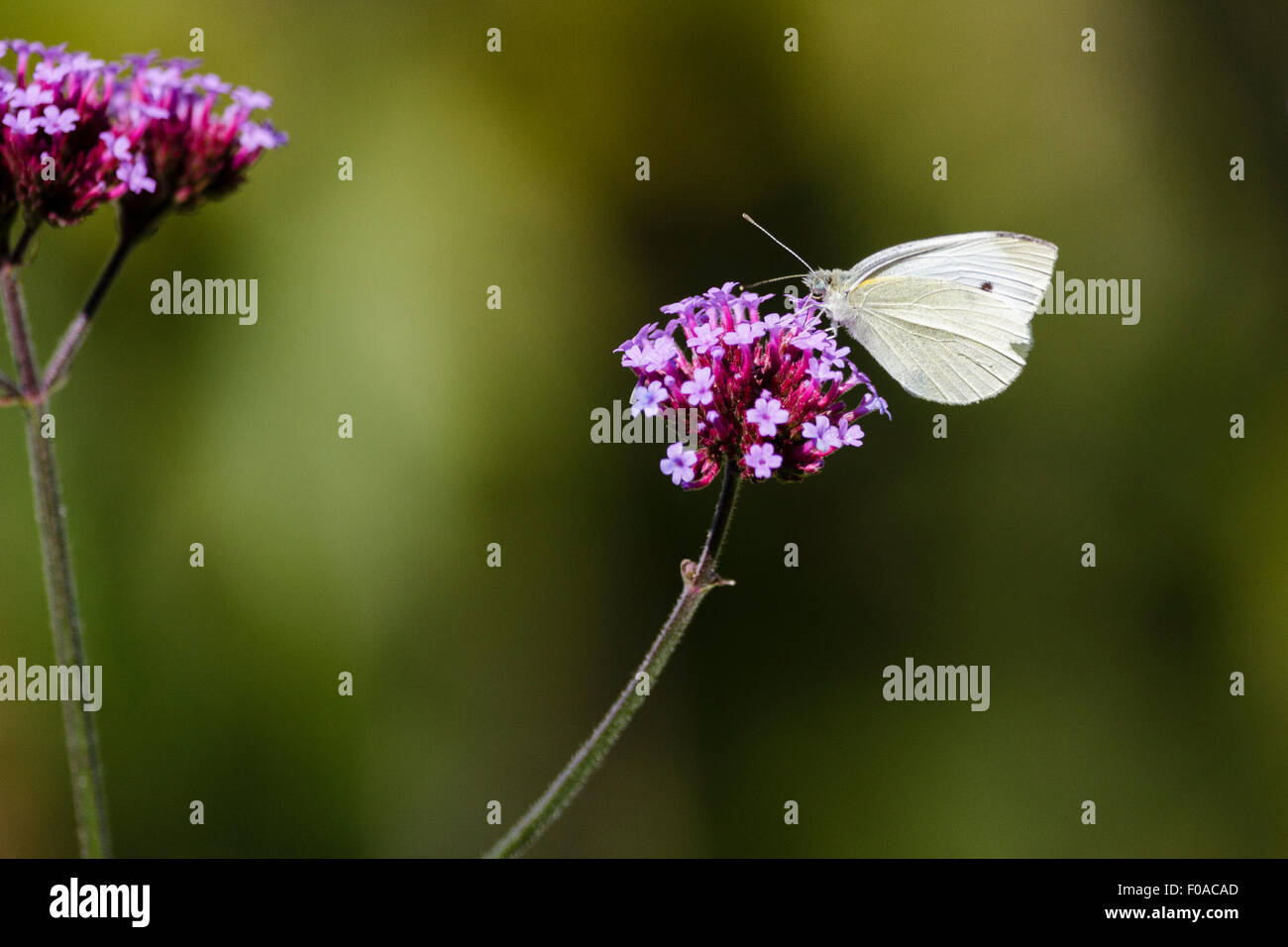 Small white or cabbage white butterfly (Pieris rapae) on Verbena flower, East Sussex garden, UK Stock Photo
