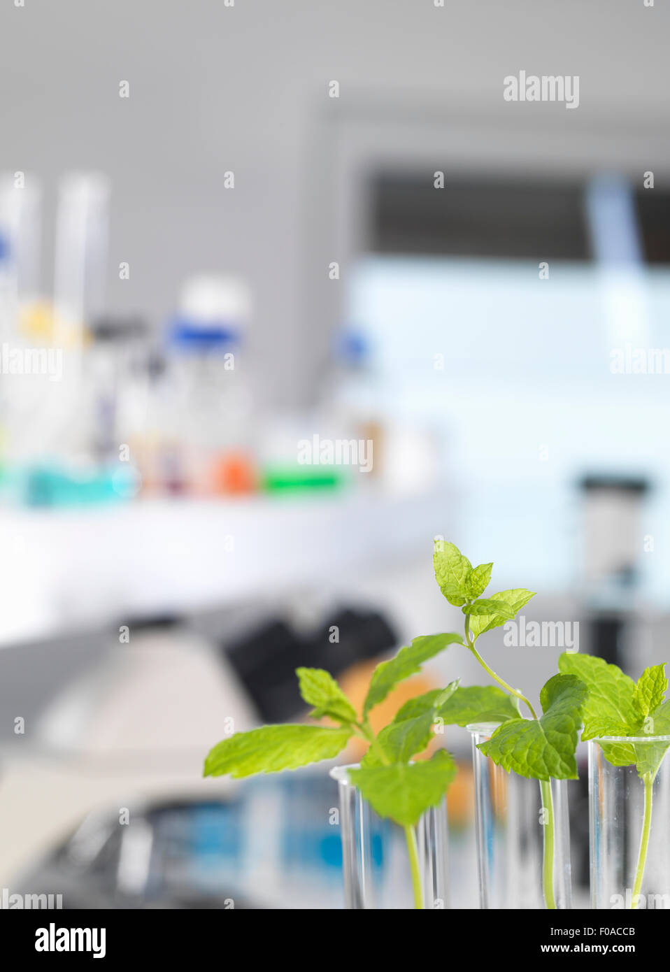 Plants contained in test tubes awaiting testing in a biotechnology lab Stock Photo