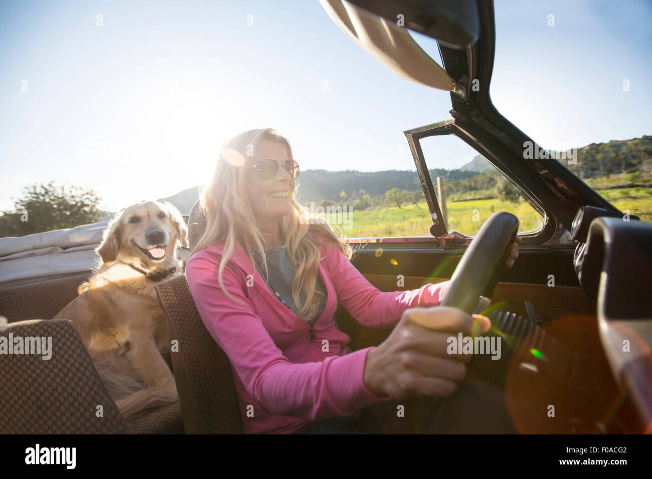 Mature woman and dog, in convertible car Stock Photo