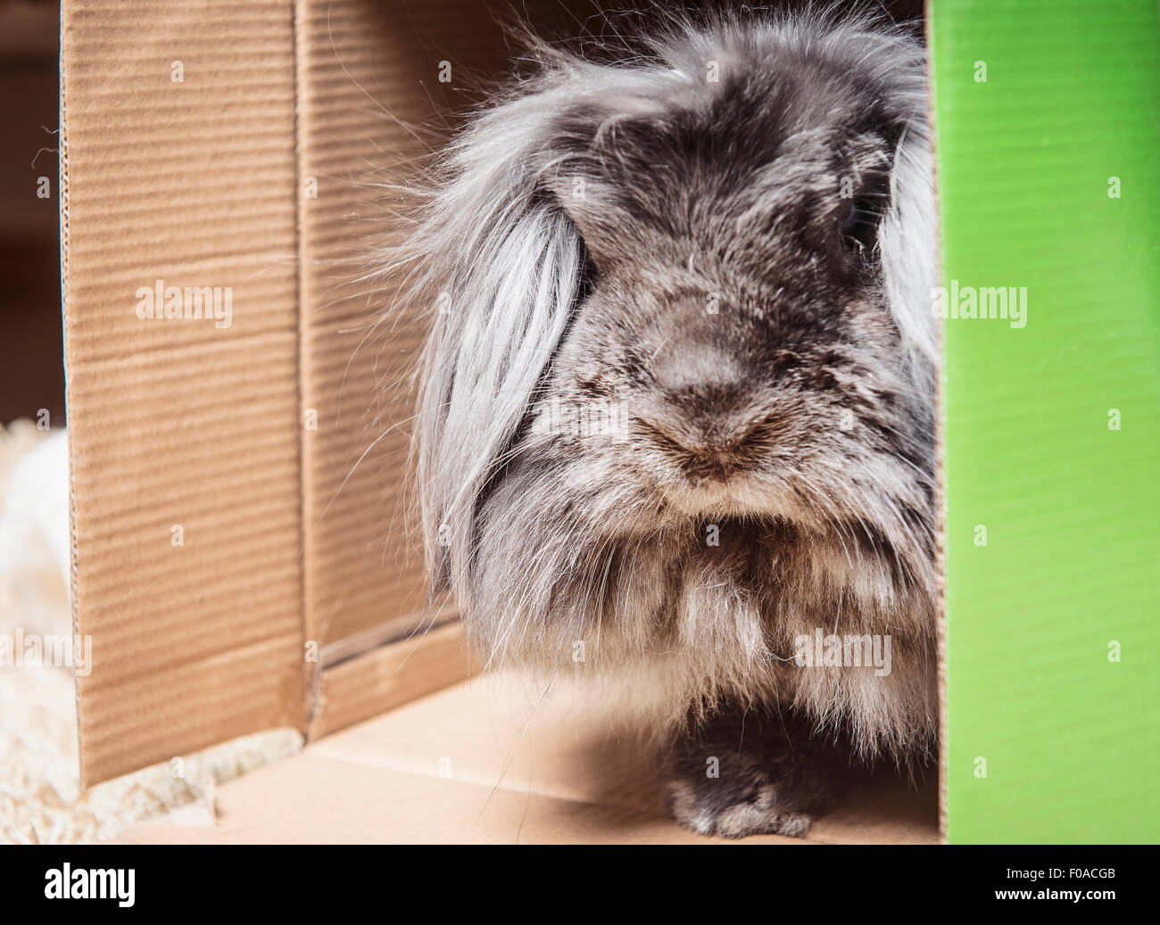Fluffy rabbit peering out of cardboard box Stock Photo