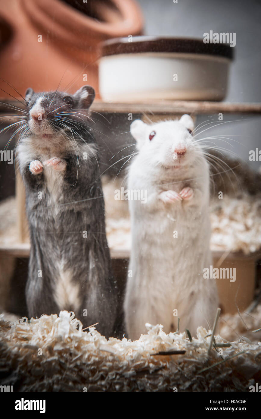 Portrait of two gerbils standing on back legs Stock Photo