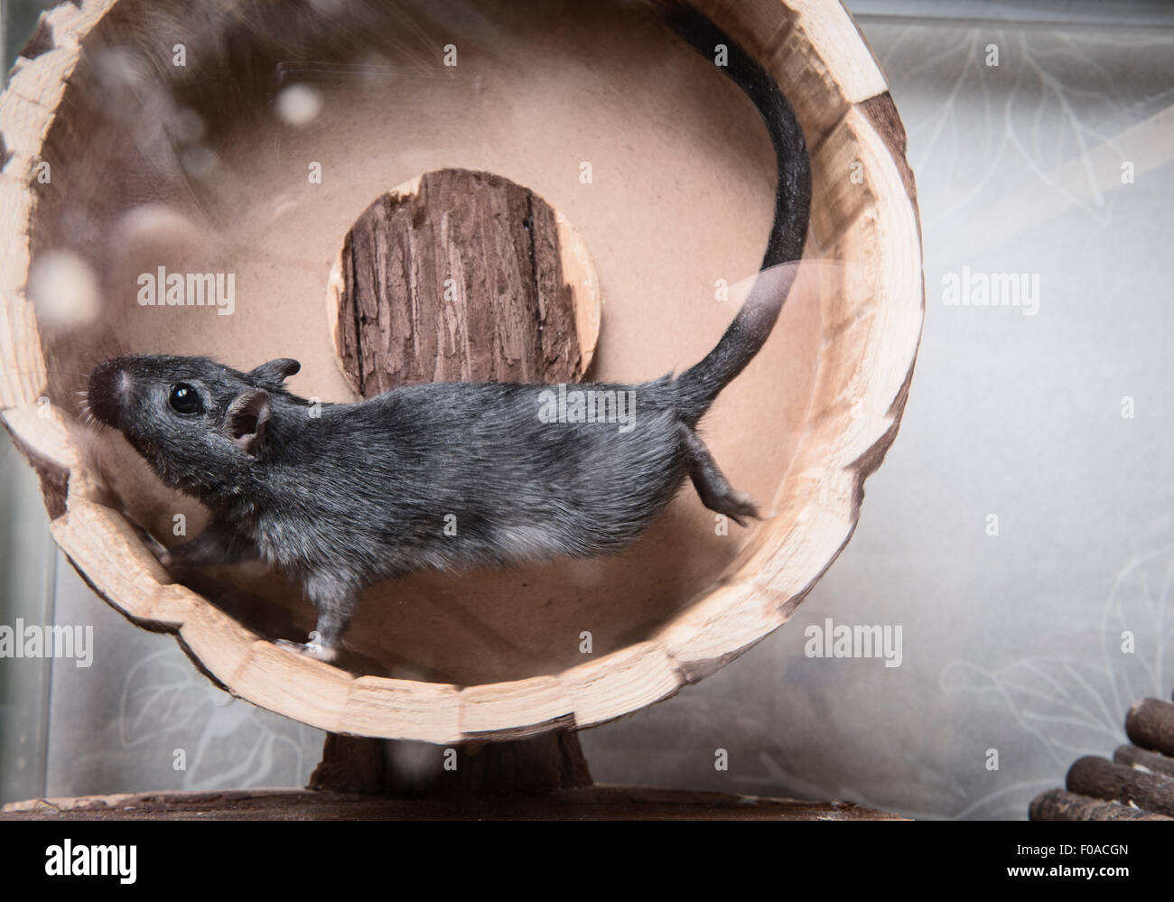 Gerbil running on wooden wheel Stock Photo