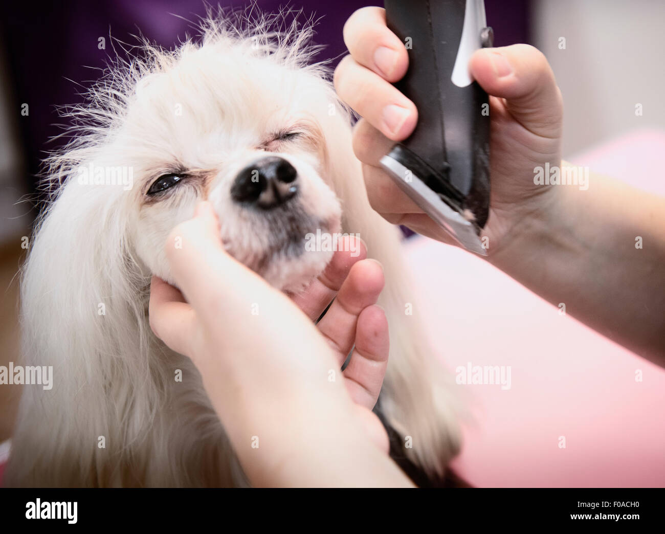 Dog being groomed in salon, close-up Stock Photo