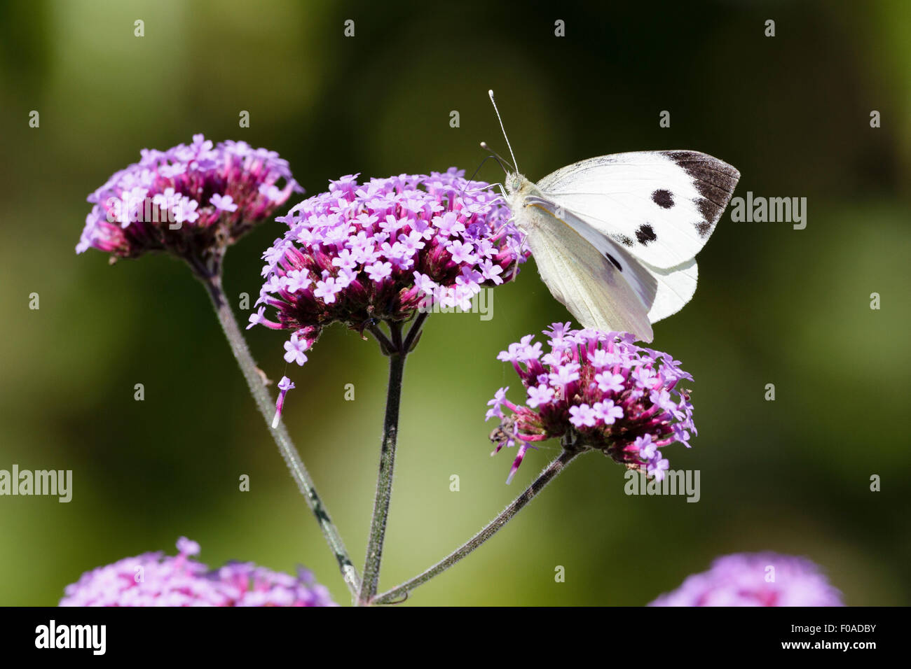 Large white or cabbage white butterfly (Pieris brassicae) on Verbena flower, East Sussex garden, UK Stock Photo
