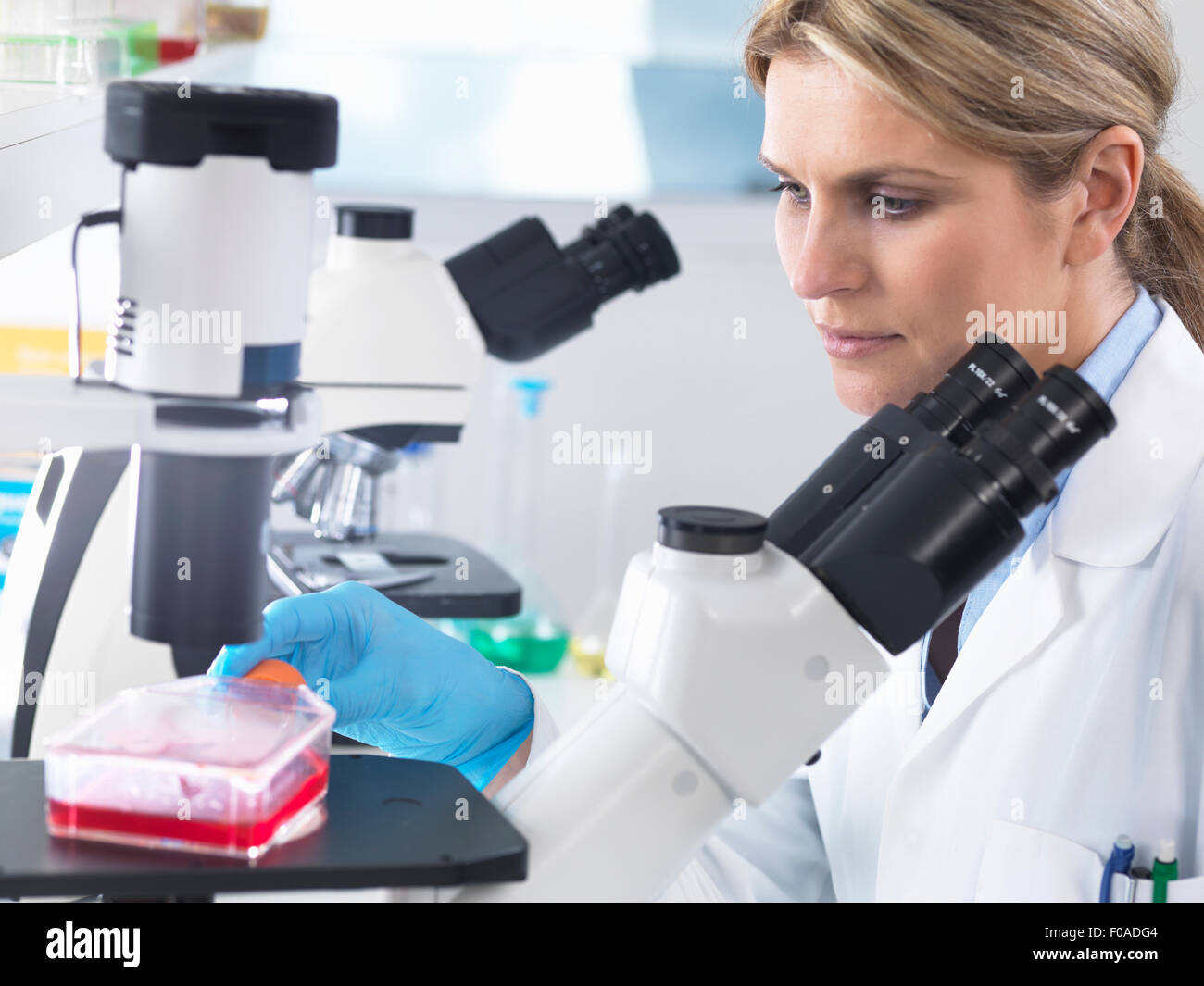 Scientist viewing stem cell cultures growing in growth medium under a inverted microscope in a laboratory Stock Photo