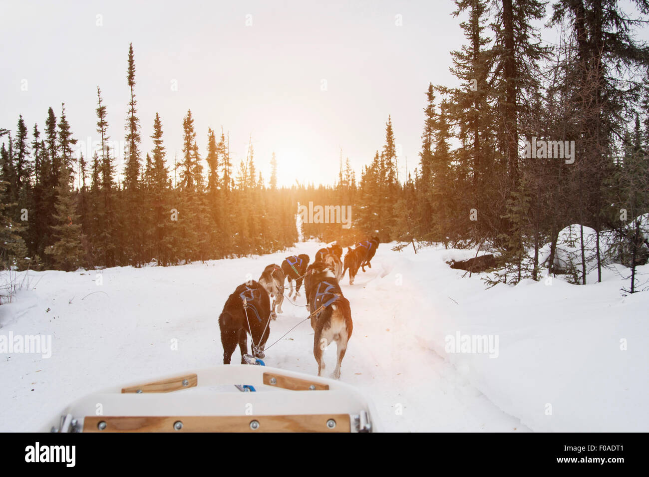 Huskies pulling sled through snow, Fairbanks, Alaska Stock Photo
