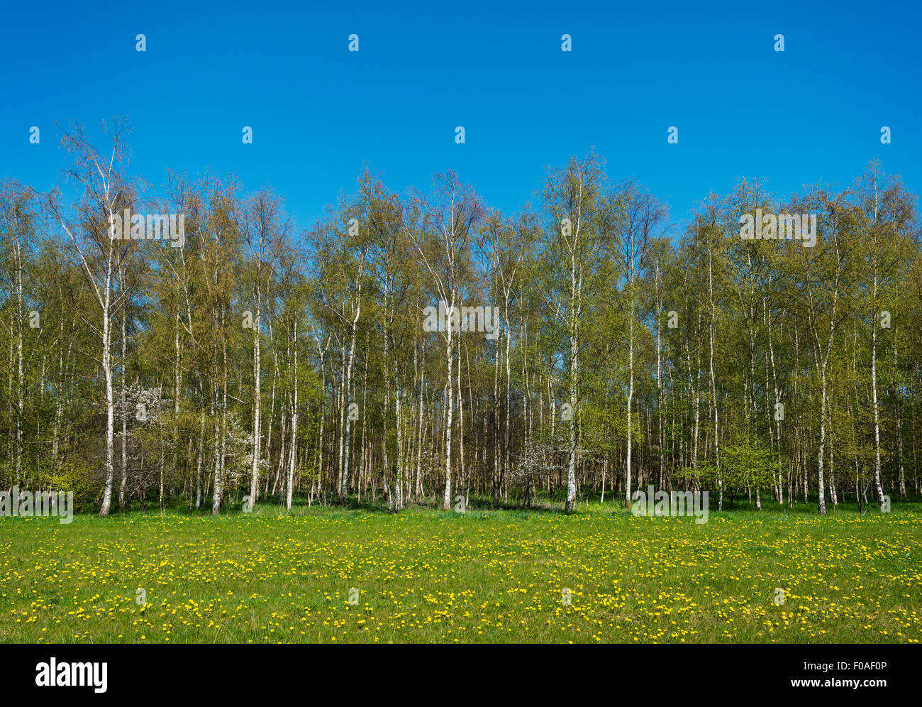 Flower field forest hi-res stock photography and images - Alamy