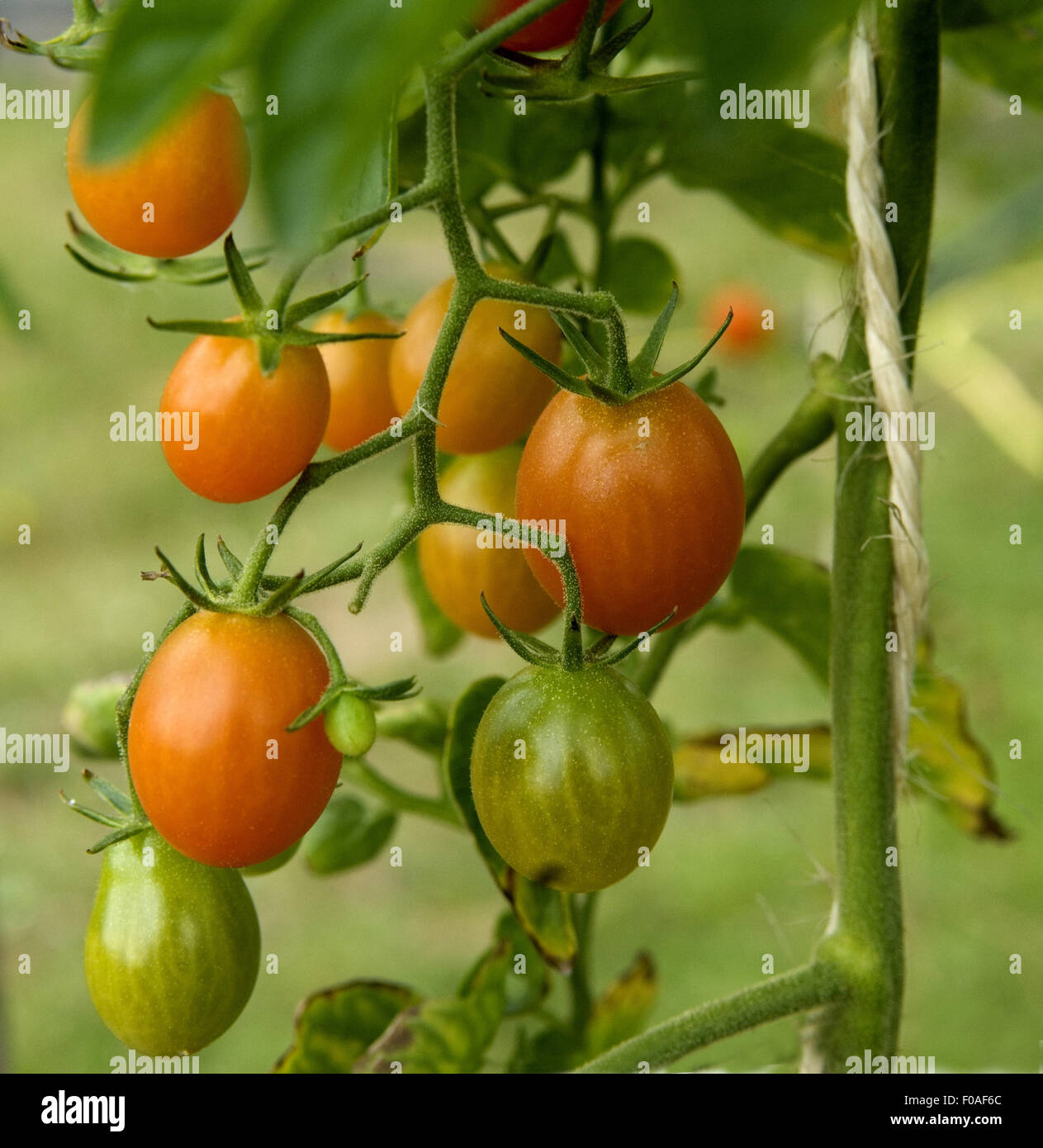 Wildtomate Small Egg; Tomaten; Lycopersicon esculentum Stock Photo