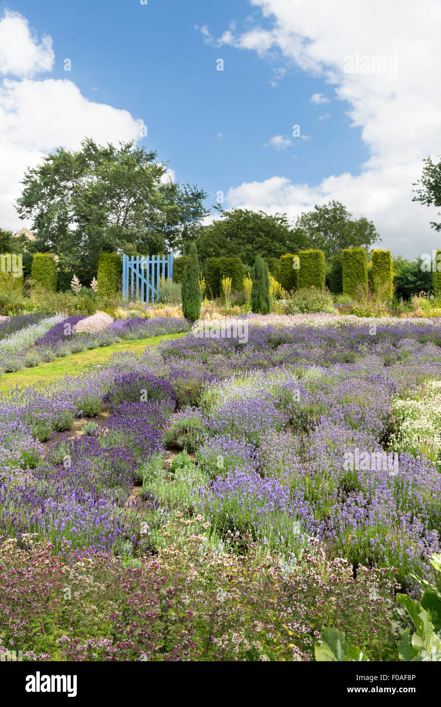 Yorkshire lavender, terrington hires stock photography and images Alamy