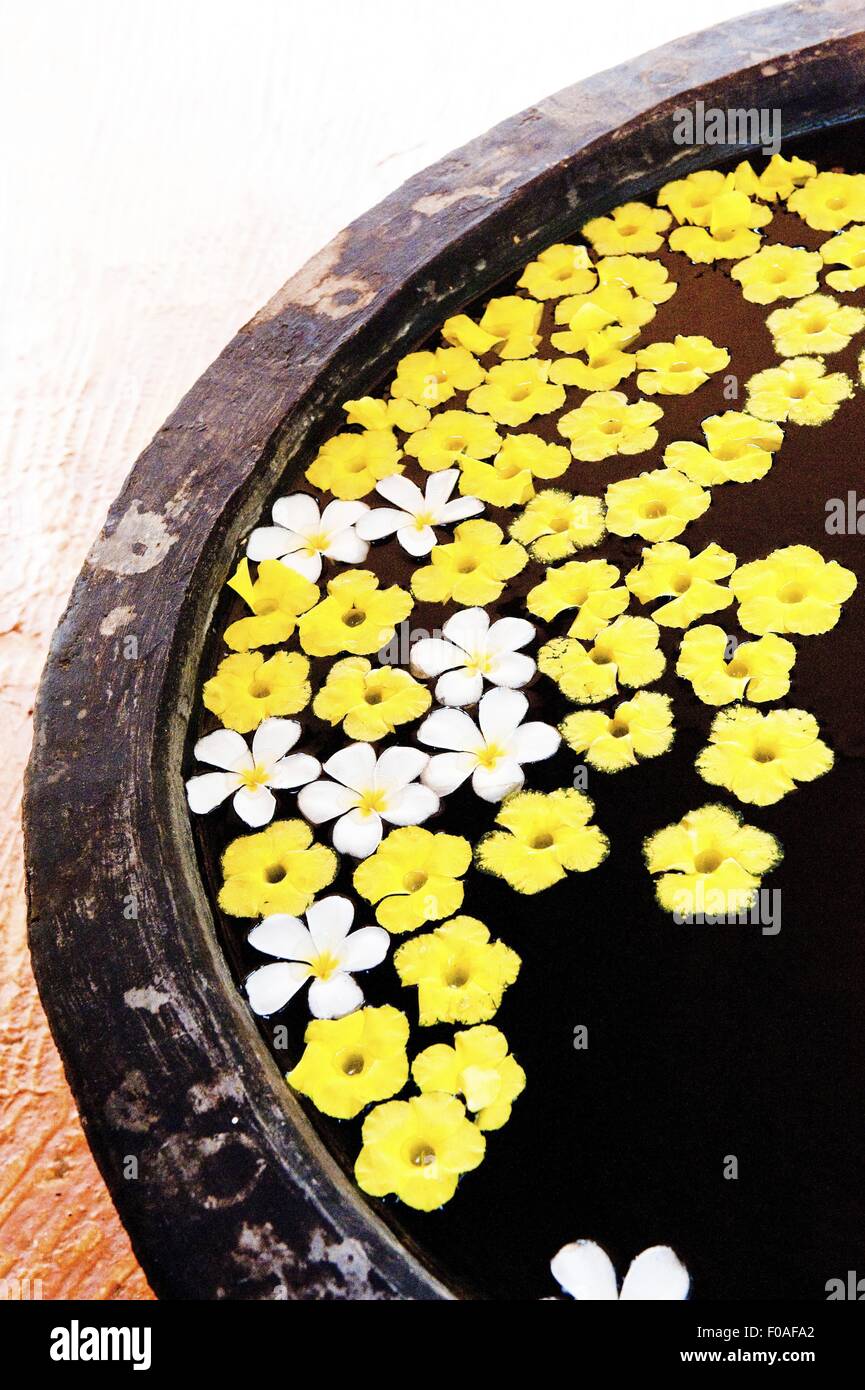 Close-up of yellow and white flowers in water, Weligama, Sri Lanka Stock Photo