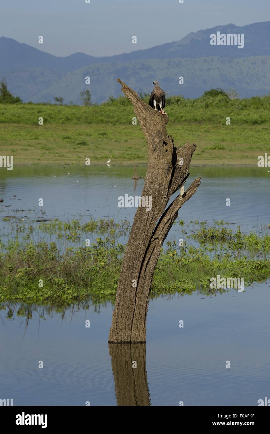 Eagle around the world hi-res stock photography and images - Alamy