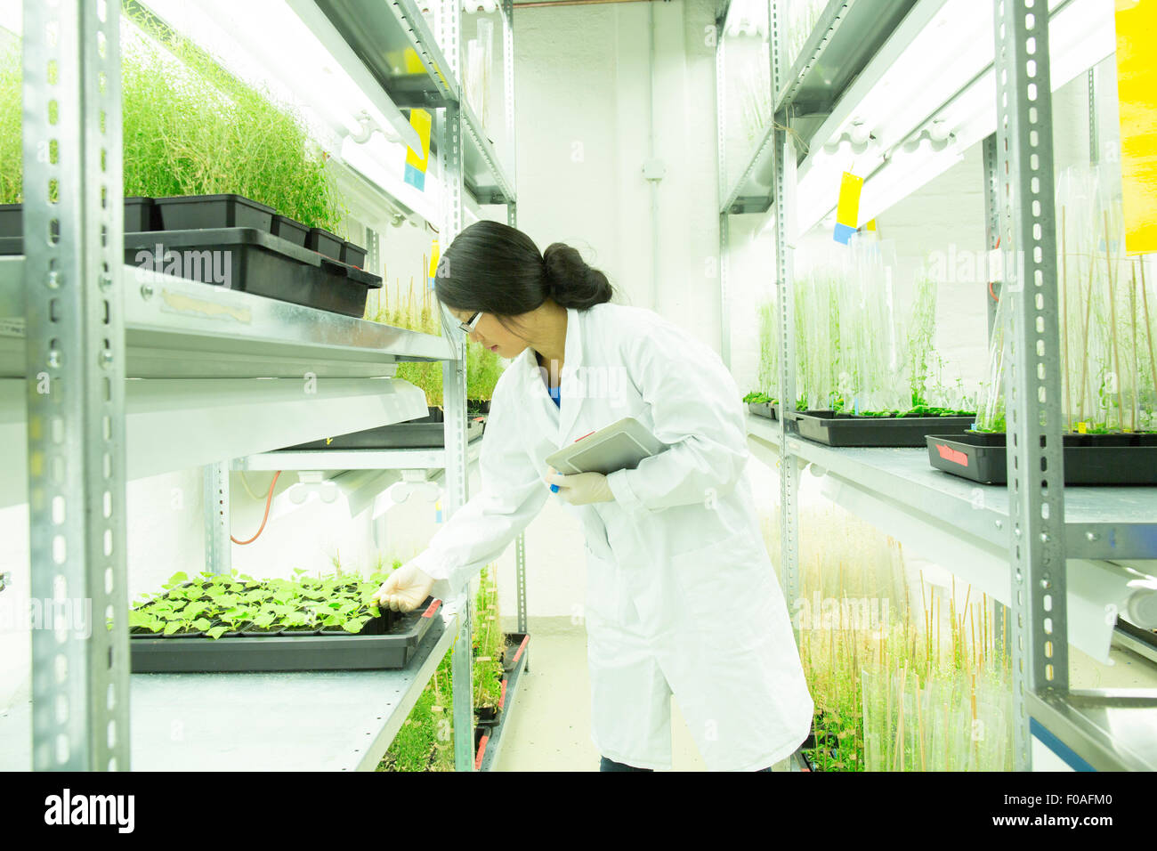 Female scientist using digital tablet in plant sample lab greenhouse Stock Photo