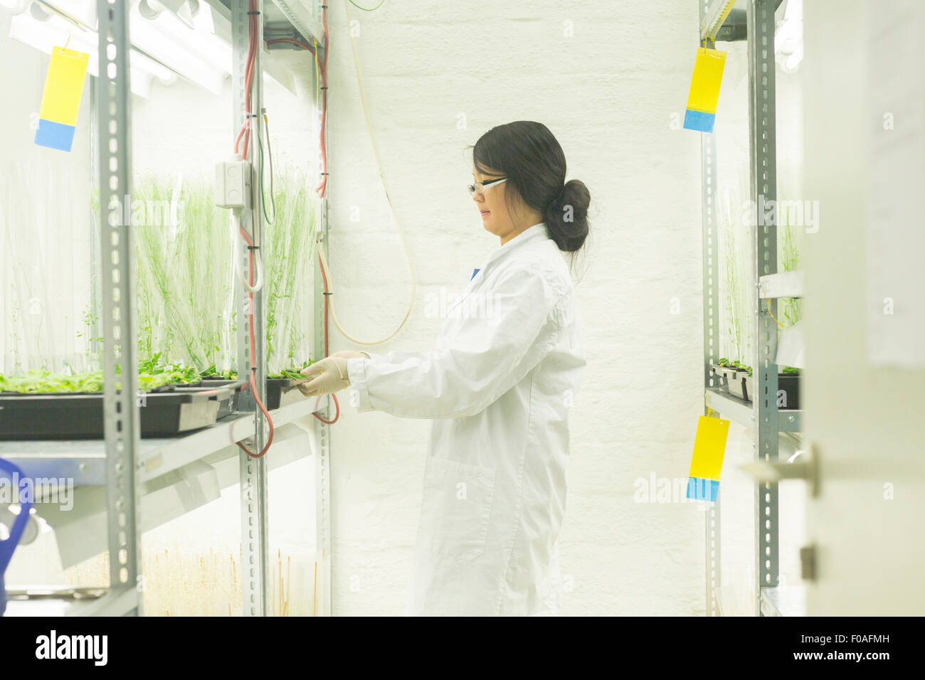 Female scientist choosing plant samples in greenhouse lab Stock Photo
