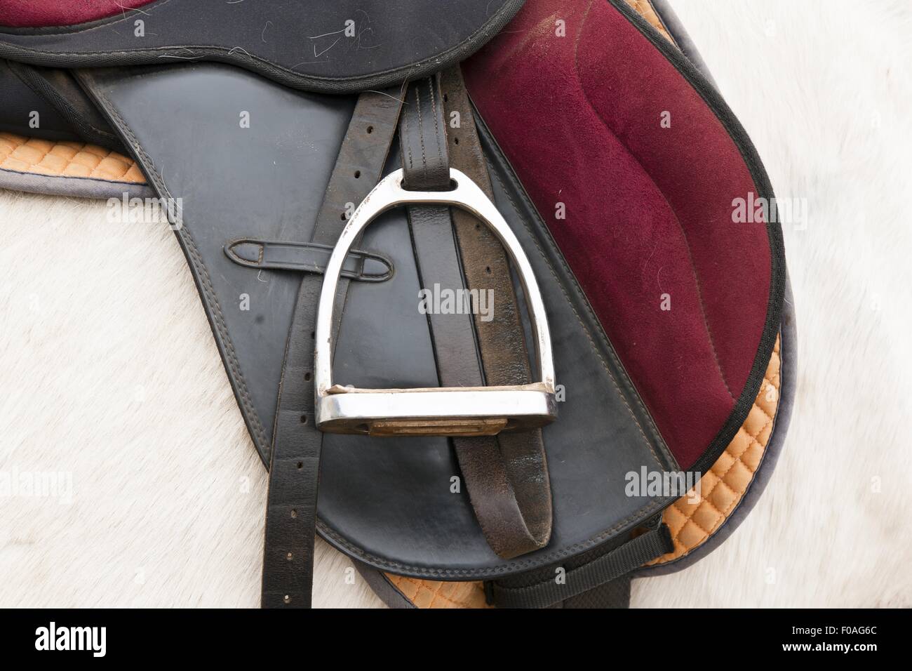 Close-up of saddle on horse back, Germany Stock Photo