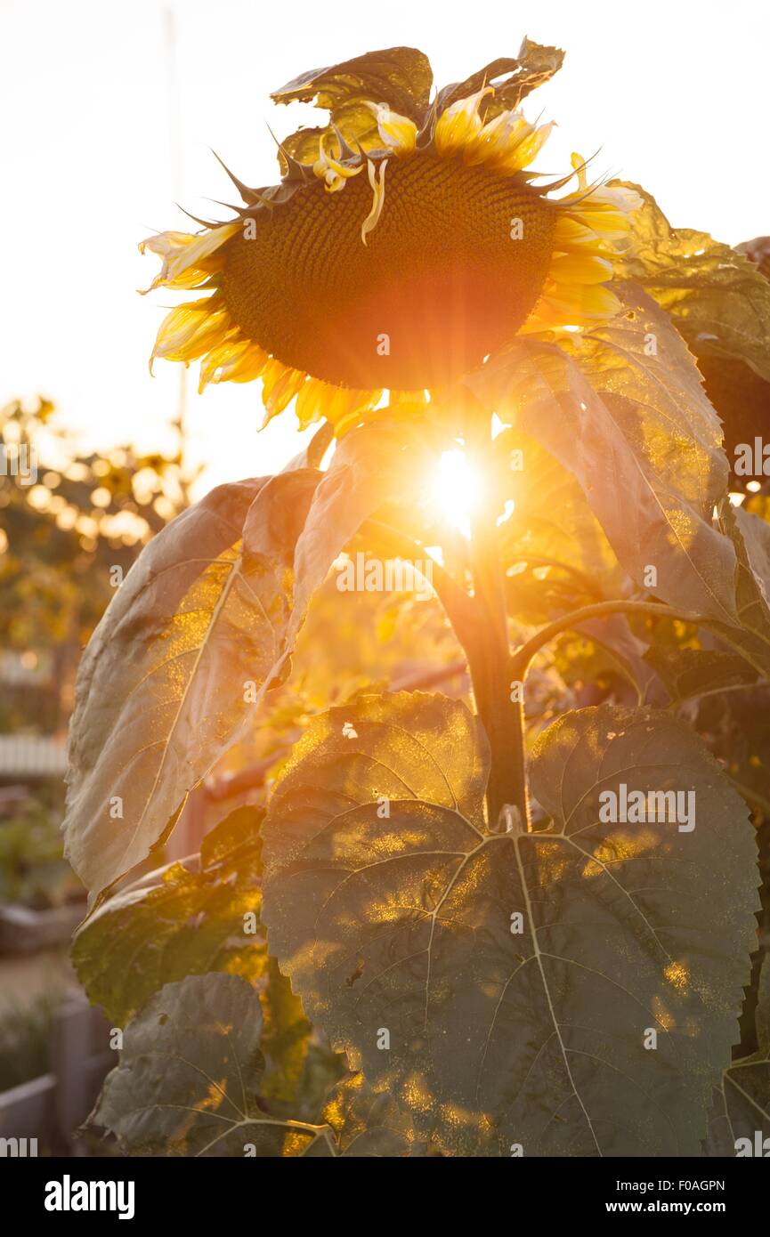 Close-up of sunflower in Tempelhof field garden at sunset in Berlin, Germany Stock Photo