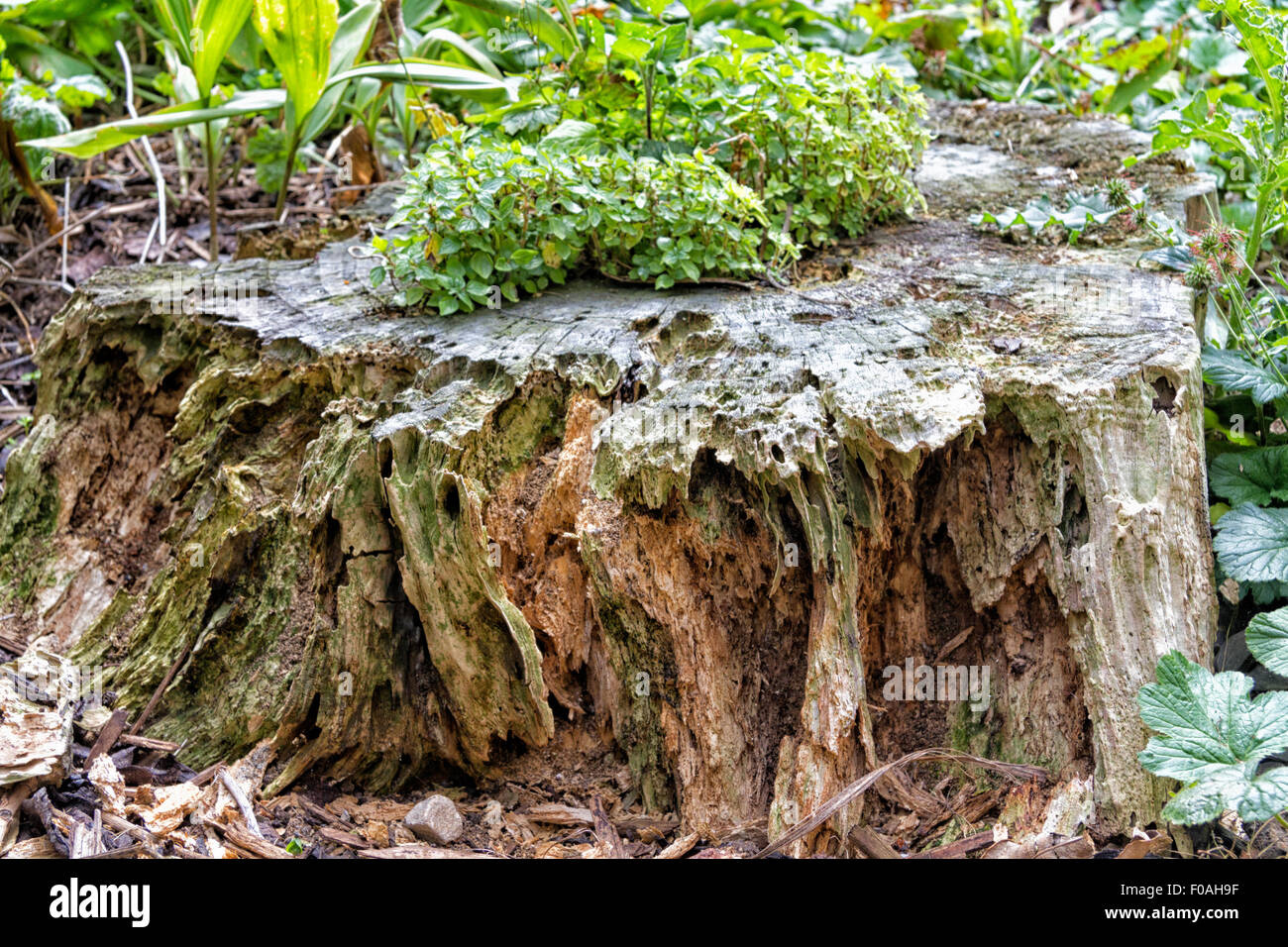 Decaying overgrown tree trunk Stock Photo Alamy