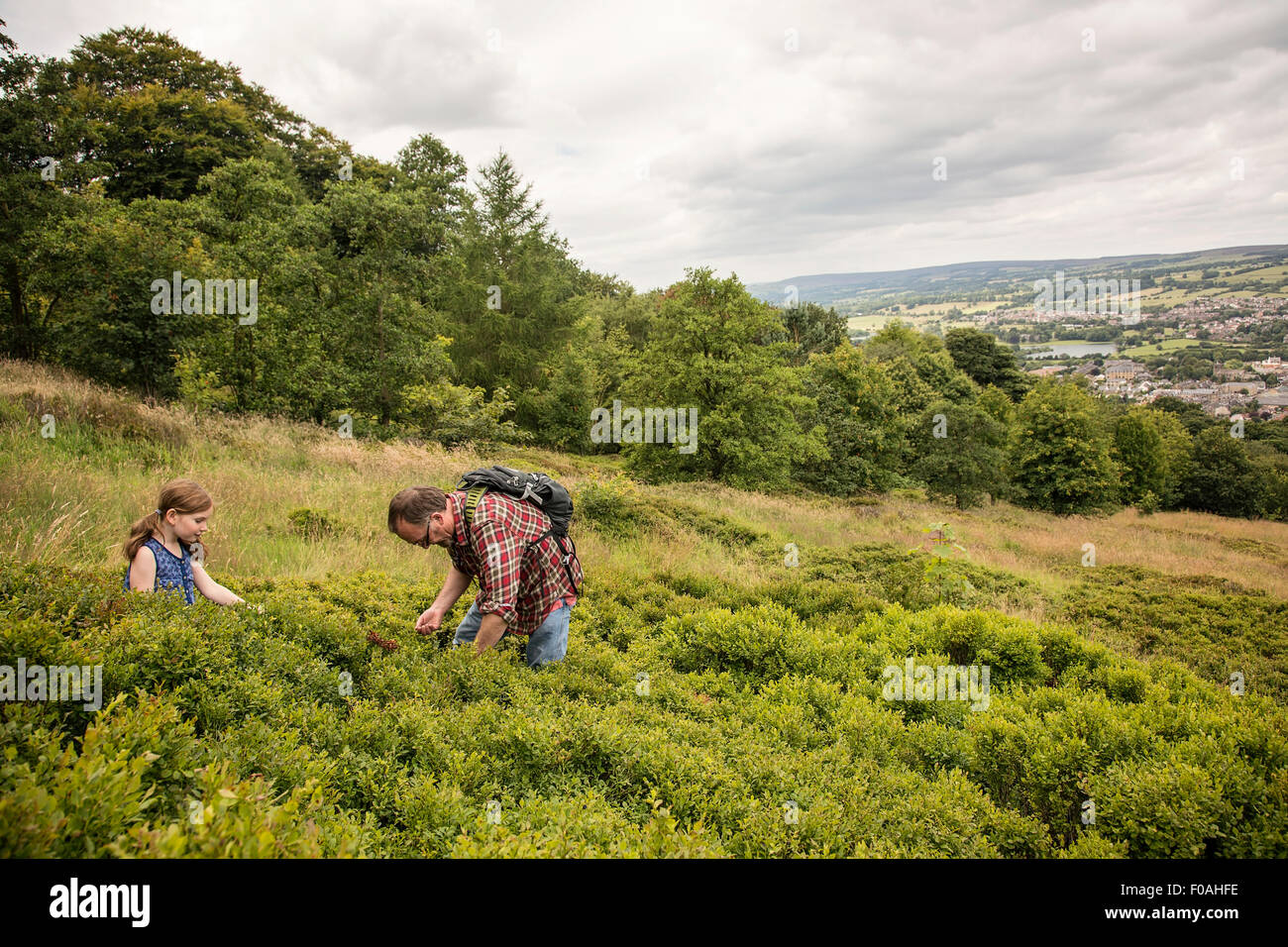 A father and daughter spend an afternoon in summer picking bilberries, Otley chevin Stock Photo