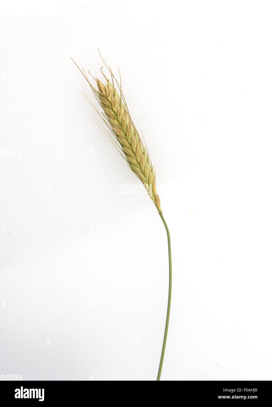Einkorn; Triticum monococcum, Getreide Stock Photo Alamy