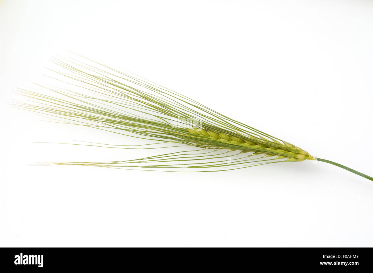 Gerste; Hordeum; vulgare; Stock Photo