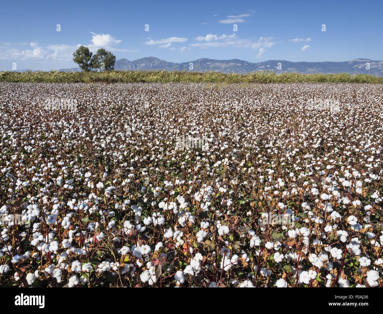 View of cotton field in Miletus, Aegean, Turkey Stock Photo Alamy
