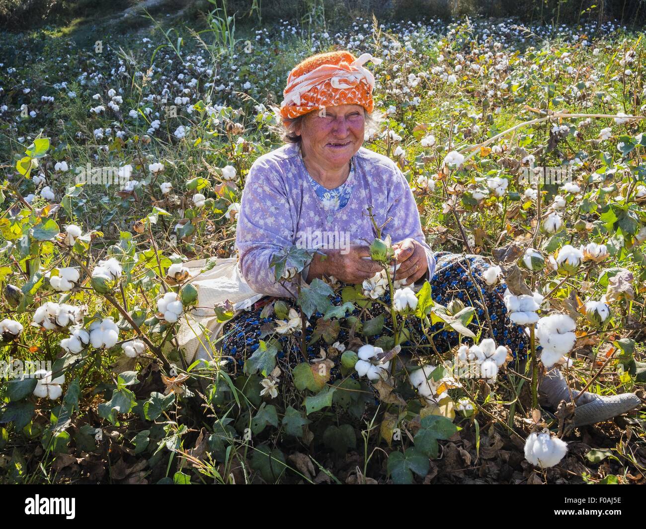 Picking Cotton High Resolution Stock Photography and Images Alamy