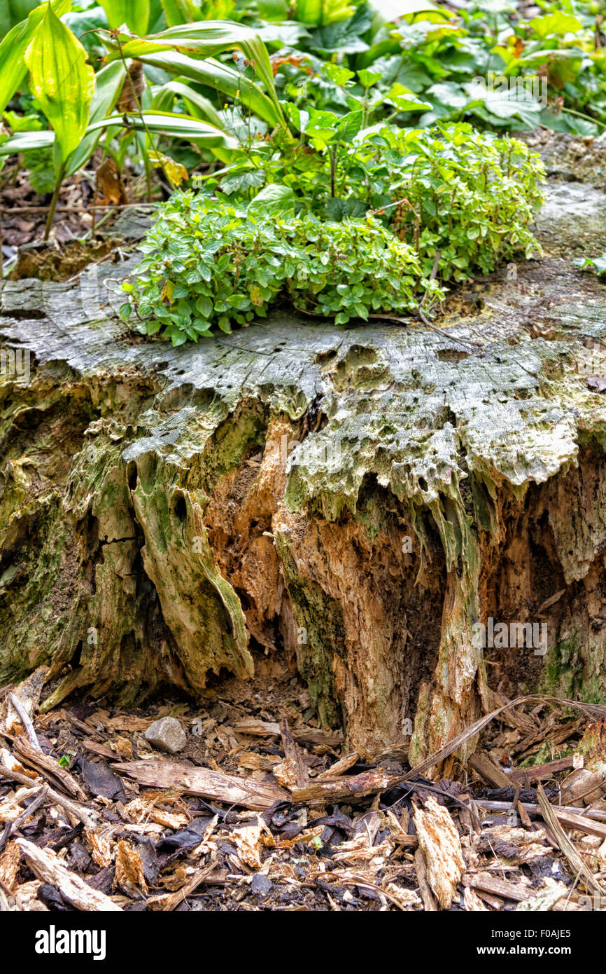 Decaying overgrown tree trunk Stock Photo Alamy