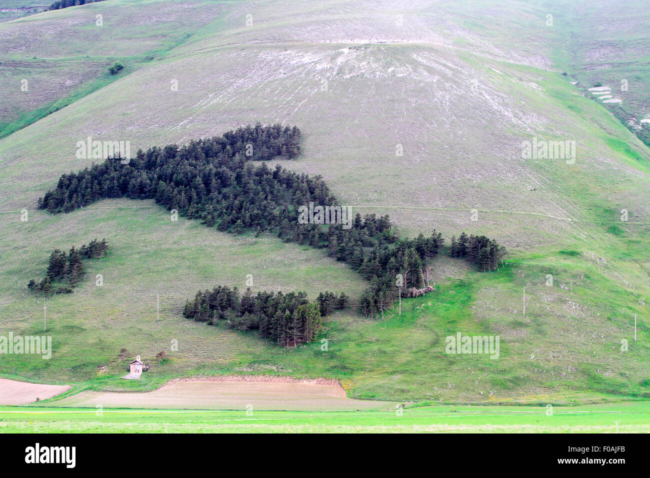 Trees form a map of Italy (The boot) on the hillside above Piano Grande, Umbria, Italy Stock Photo