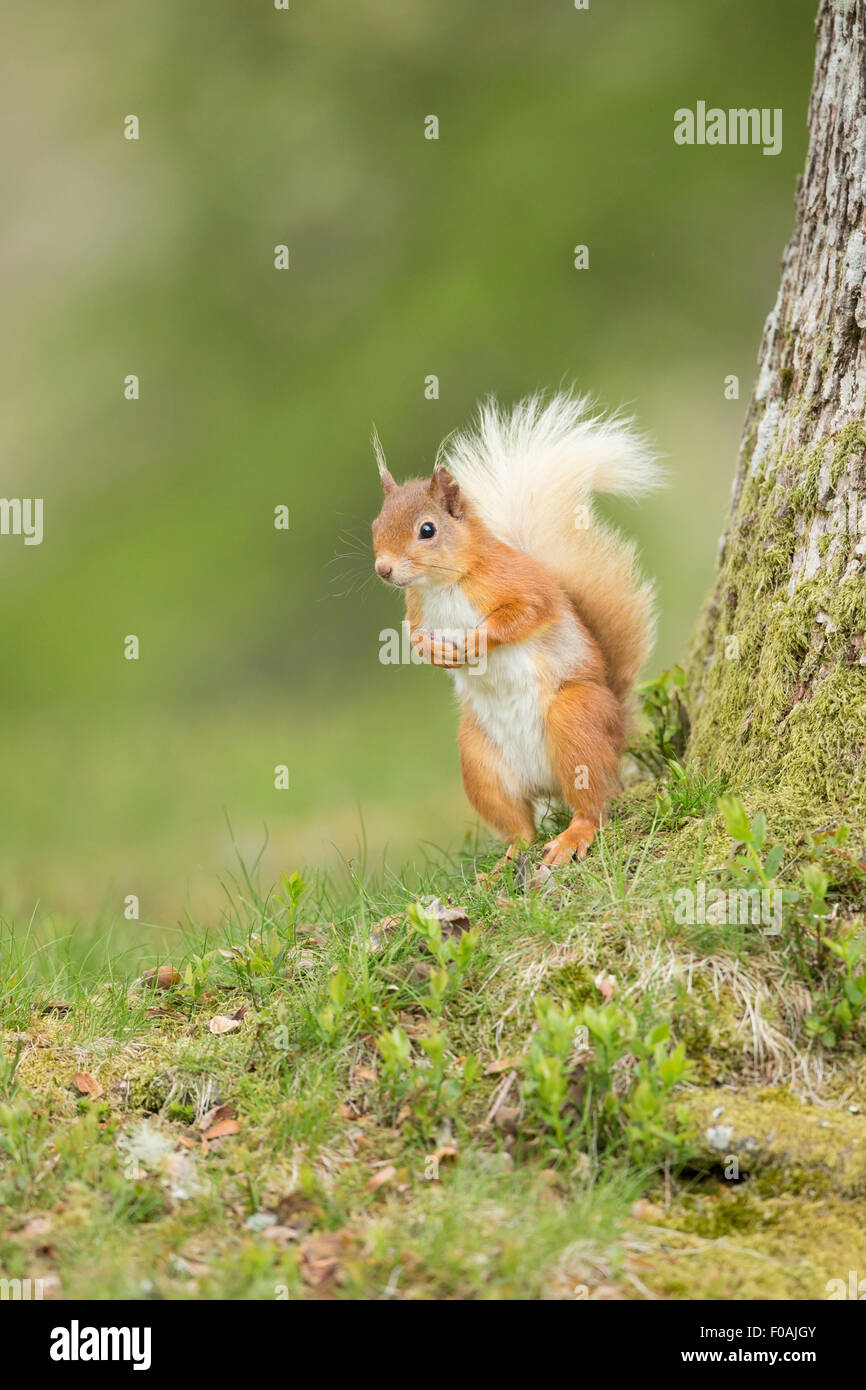 Red Squirrel waiting for his his next Hazelnut. Stock Photo