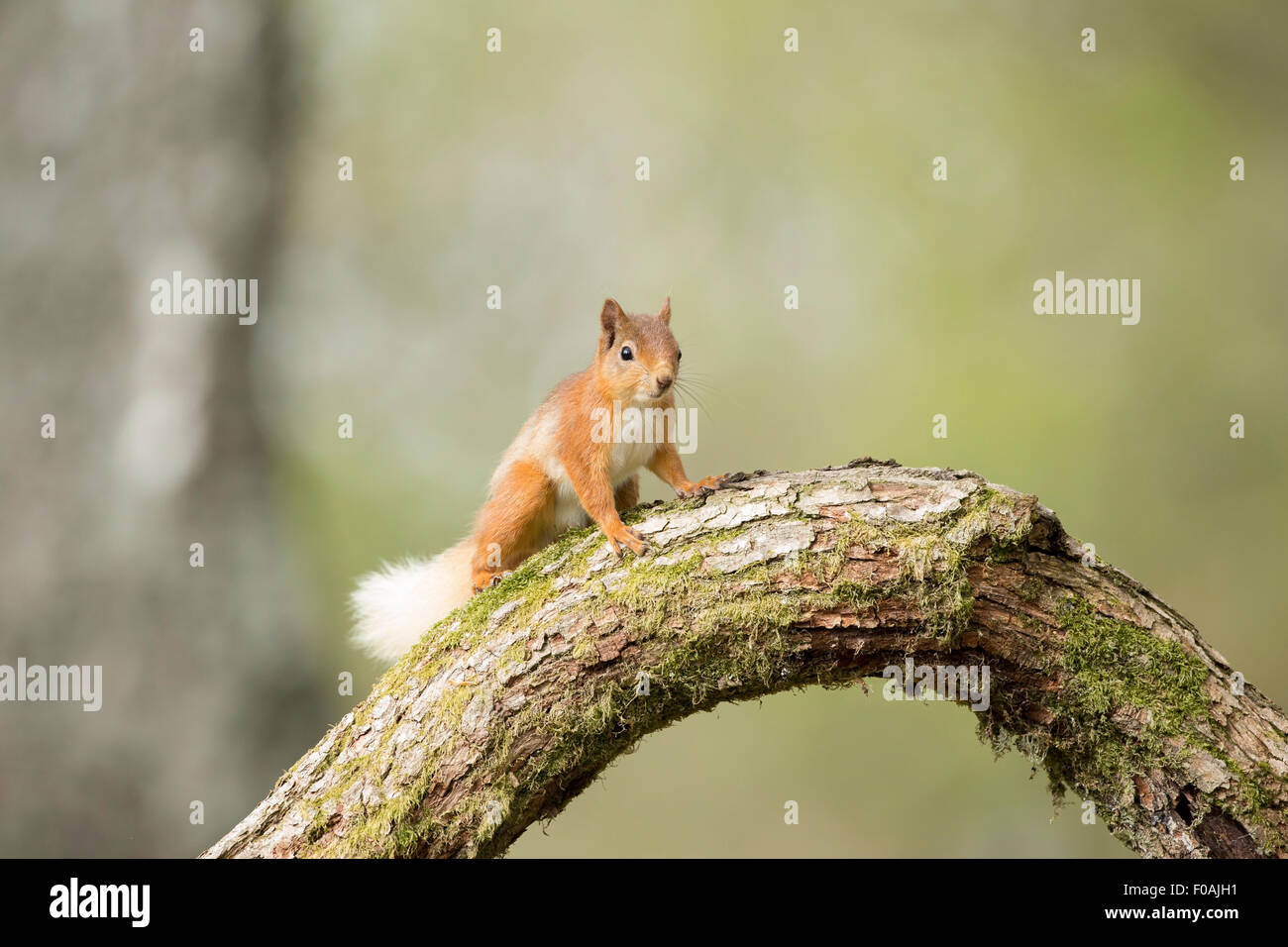 Red Squirrel sat on a log amongst a pine wood. Stock Photo