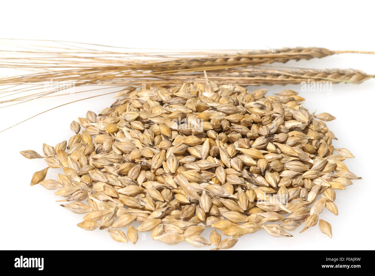 Gerstenkoerner; Gerste; Hordeum; vulgare; Stock Photo