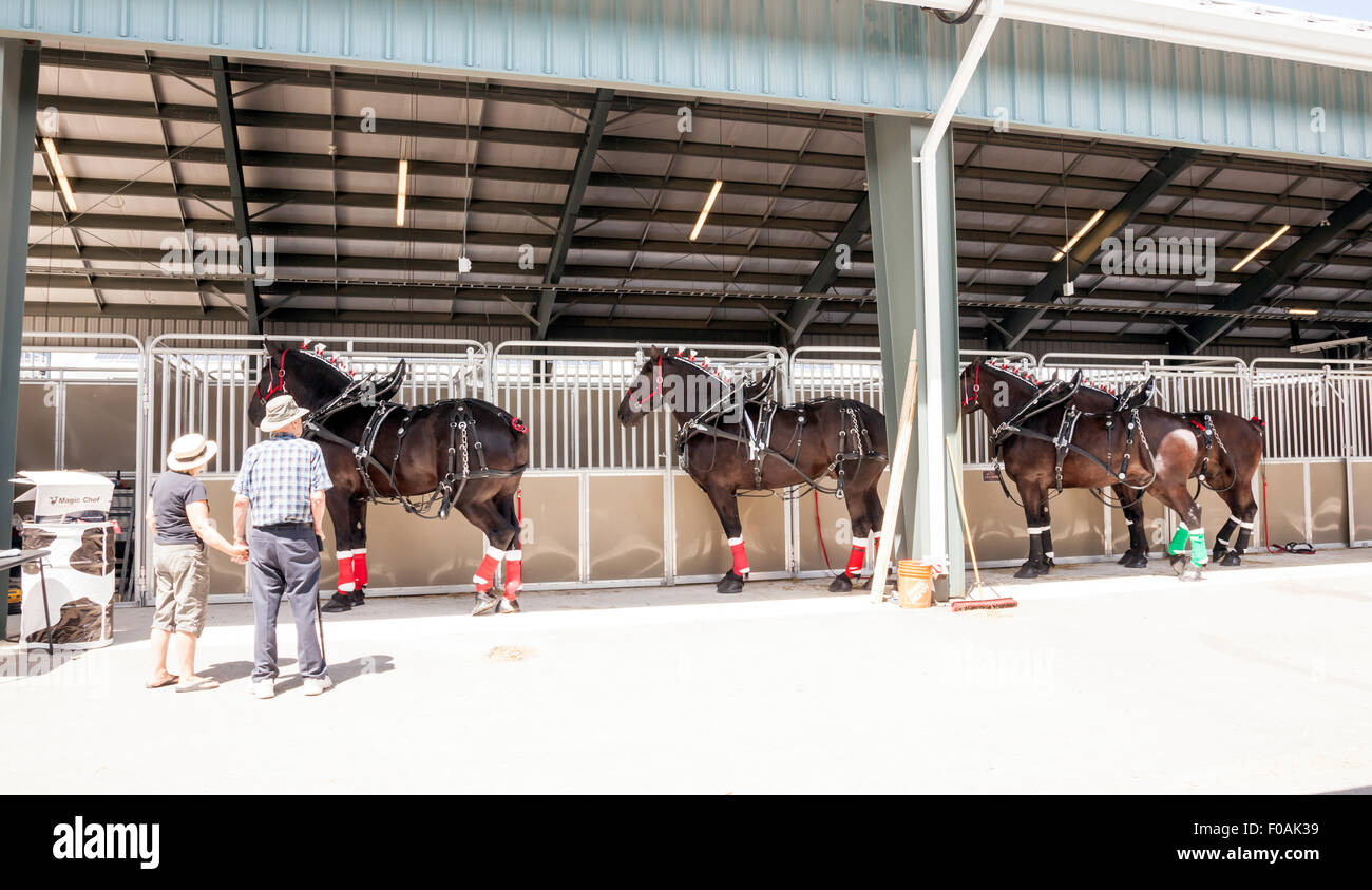 Canadian national draft horse show hires stock photography and images