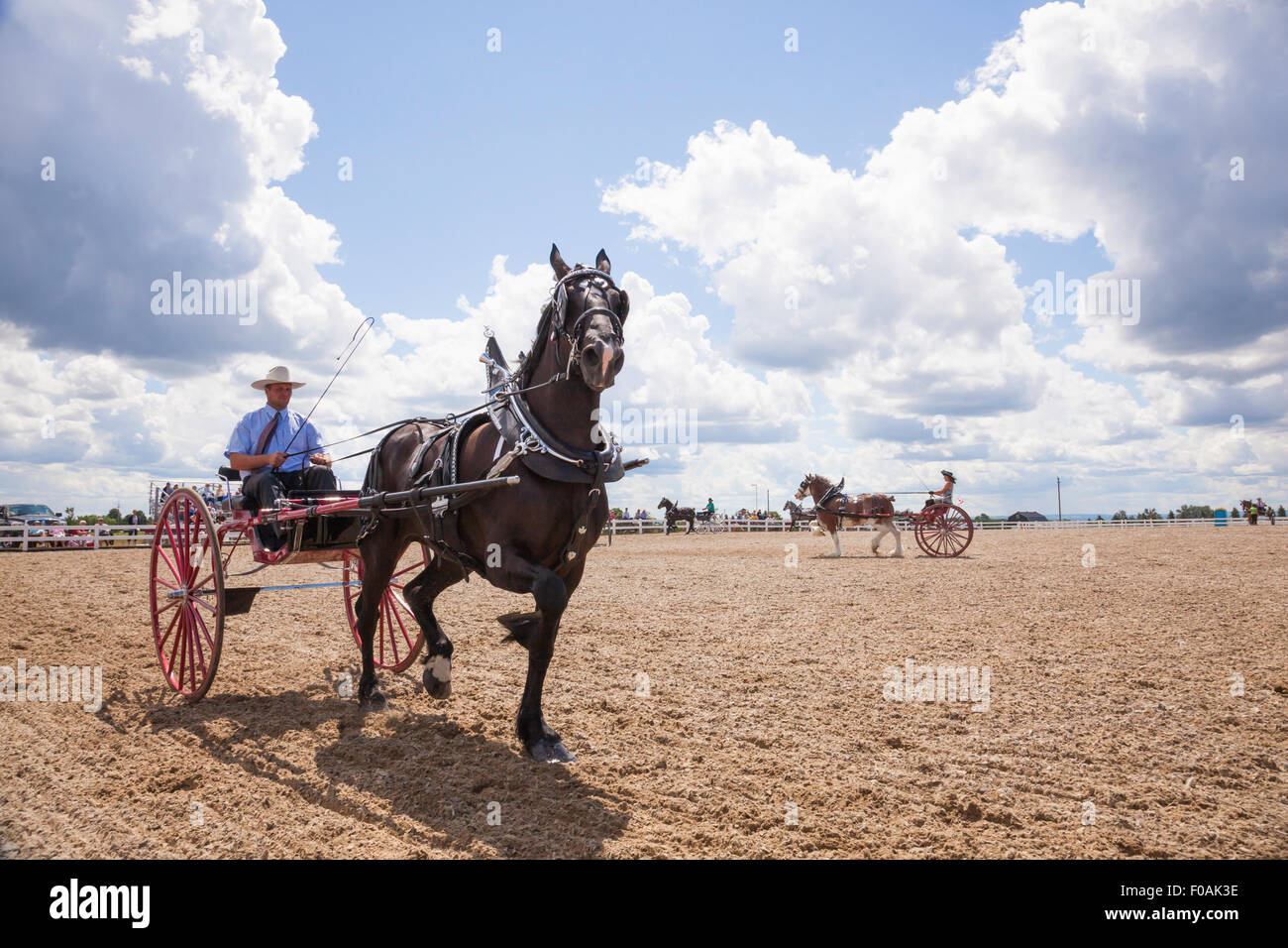 Draft Horse competing with Clydesdale and Belgian large powerful horses