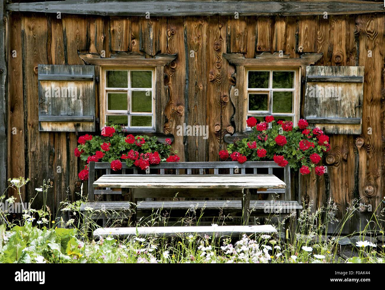 Big geraniums hi-res stock photography and images - Alamy