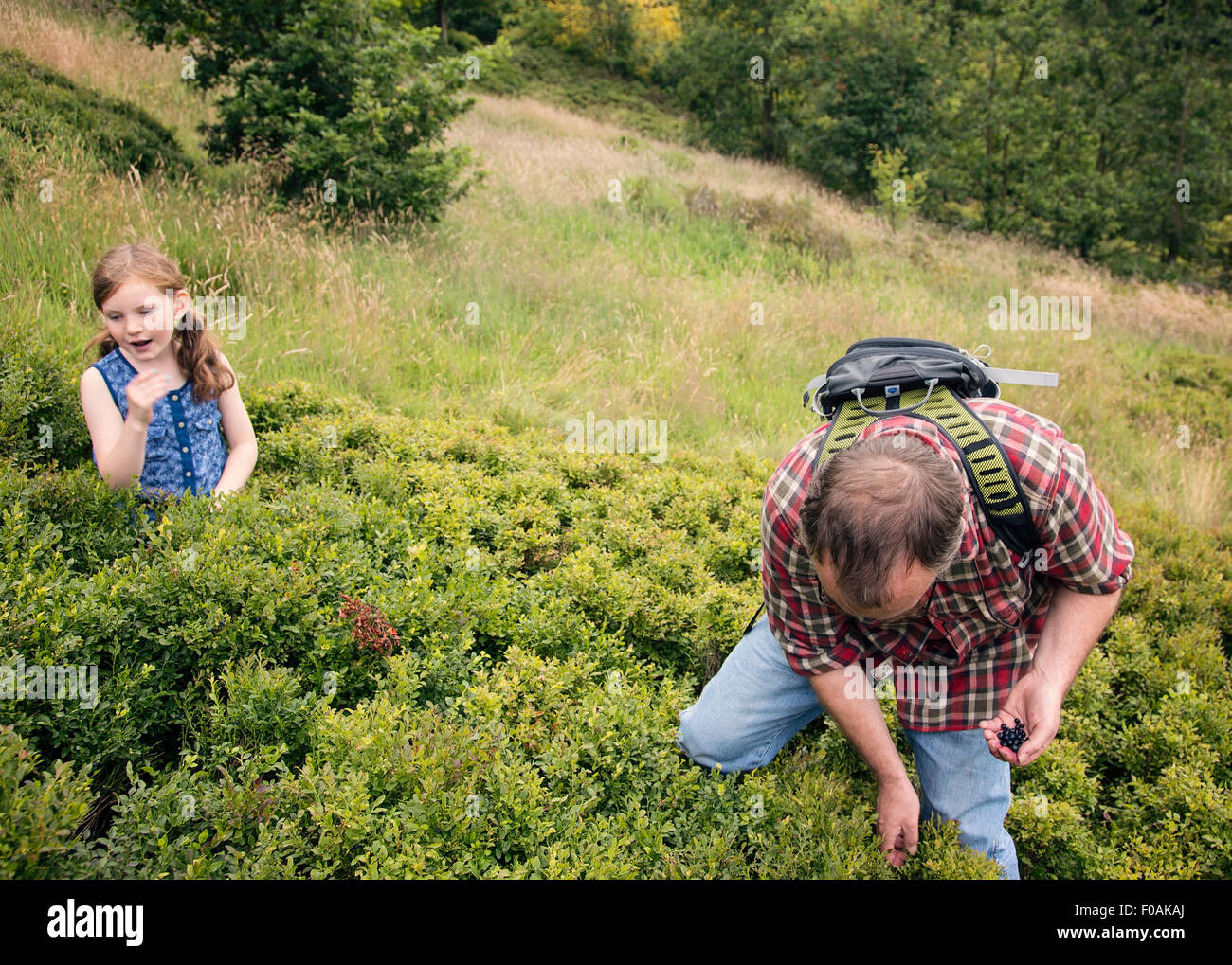 Father and daughter spending a summer afternoon picking bilberries on the chevin above Otley in West Yorkshire. Stock Photo