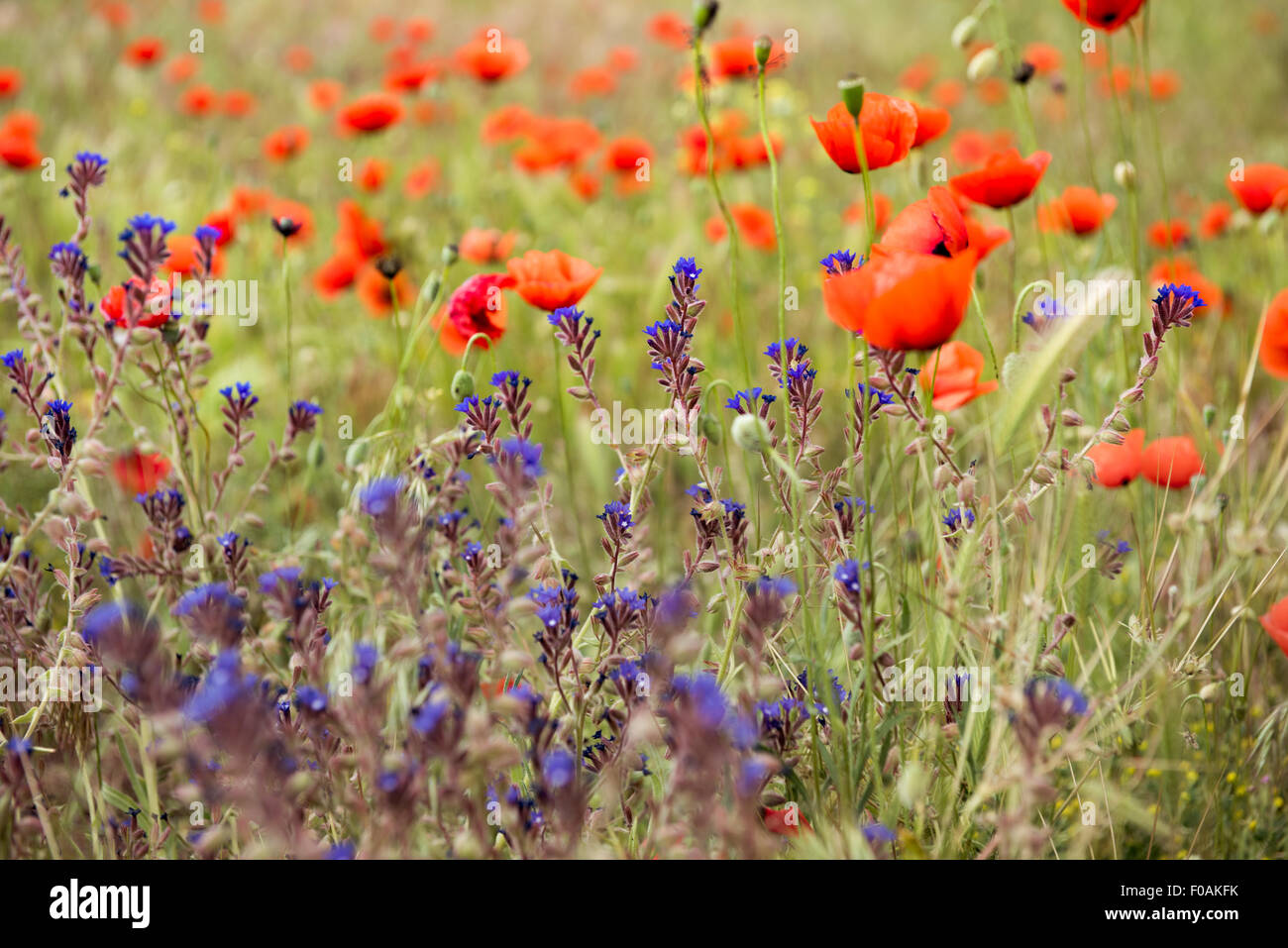 Field of bright red corn poppy flowers in summer Stock Photo - Alamy