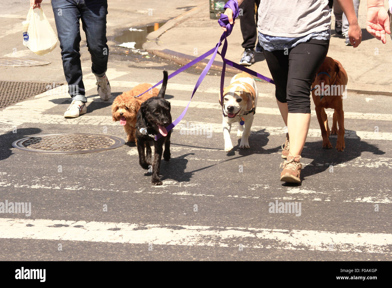 Dog Walking in New York City Stock Photo Alamy