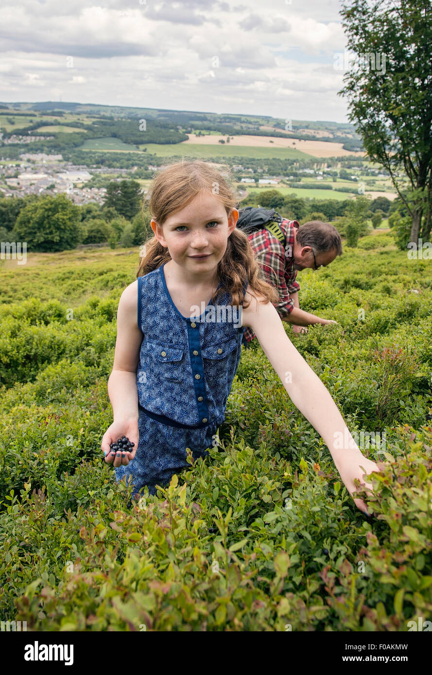 A father and daughter spend afternoon in summer picking bilberries on Otley chevin. Stock Photo