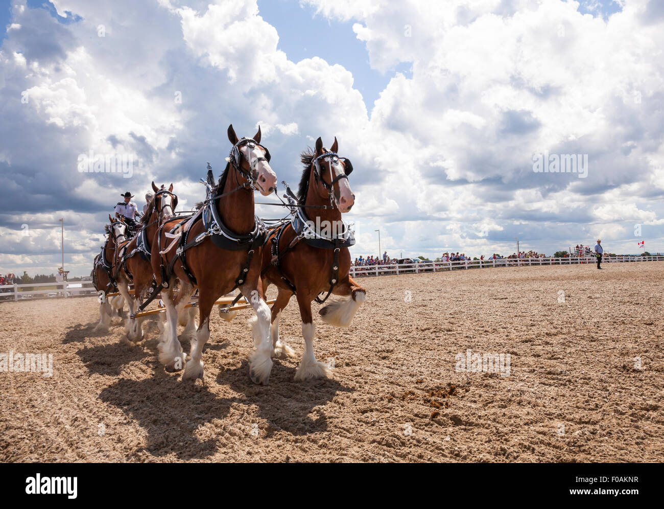 Draft Horse competing with Clydesdale and Belgian large powerful horses