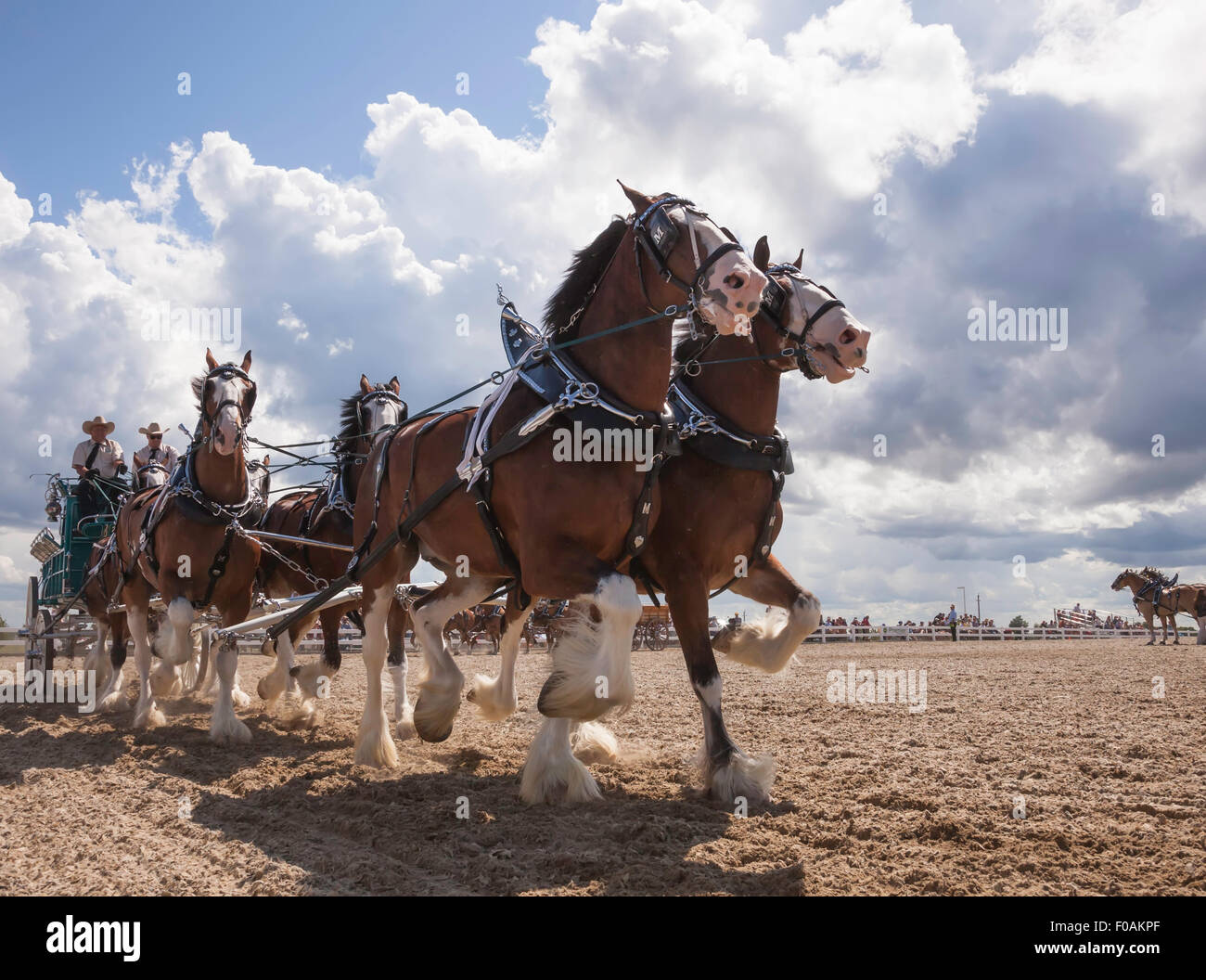 Draft Horse competing with Clydesdale and Belgian large powerful horses