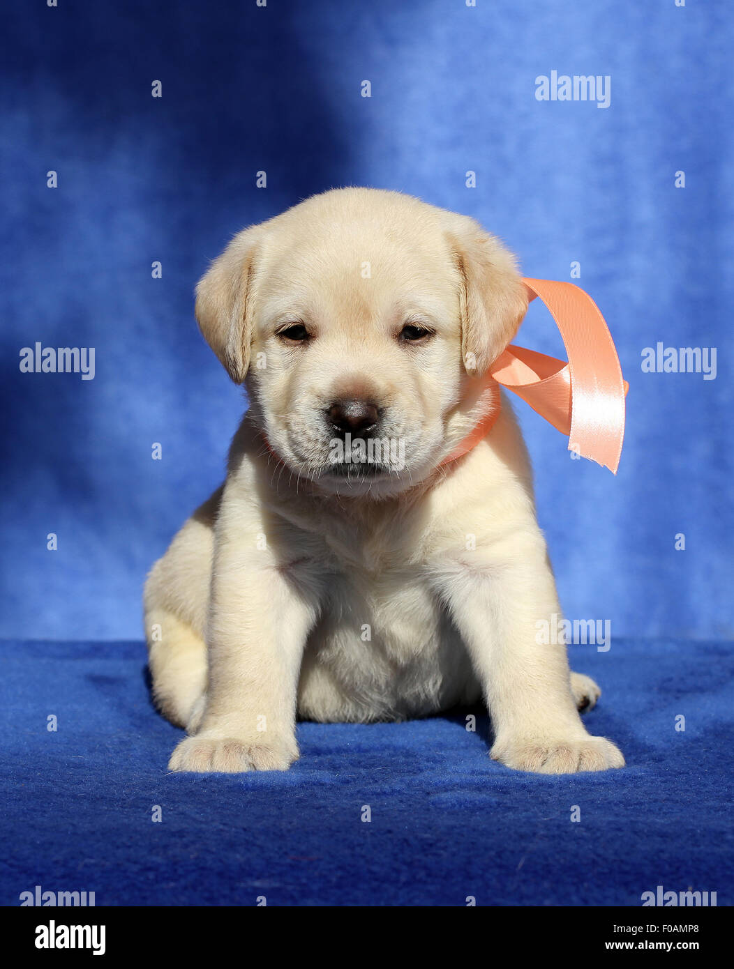 nice yellow labrador puppy sitting on blue background Stock Photo - Alamy