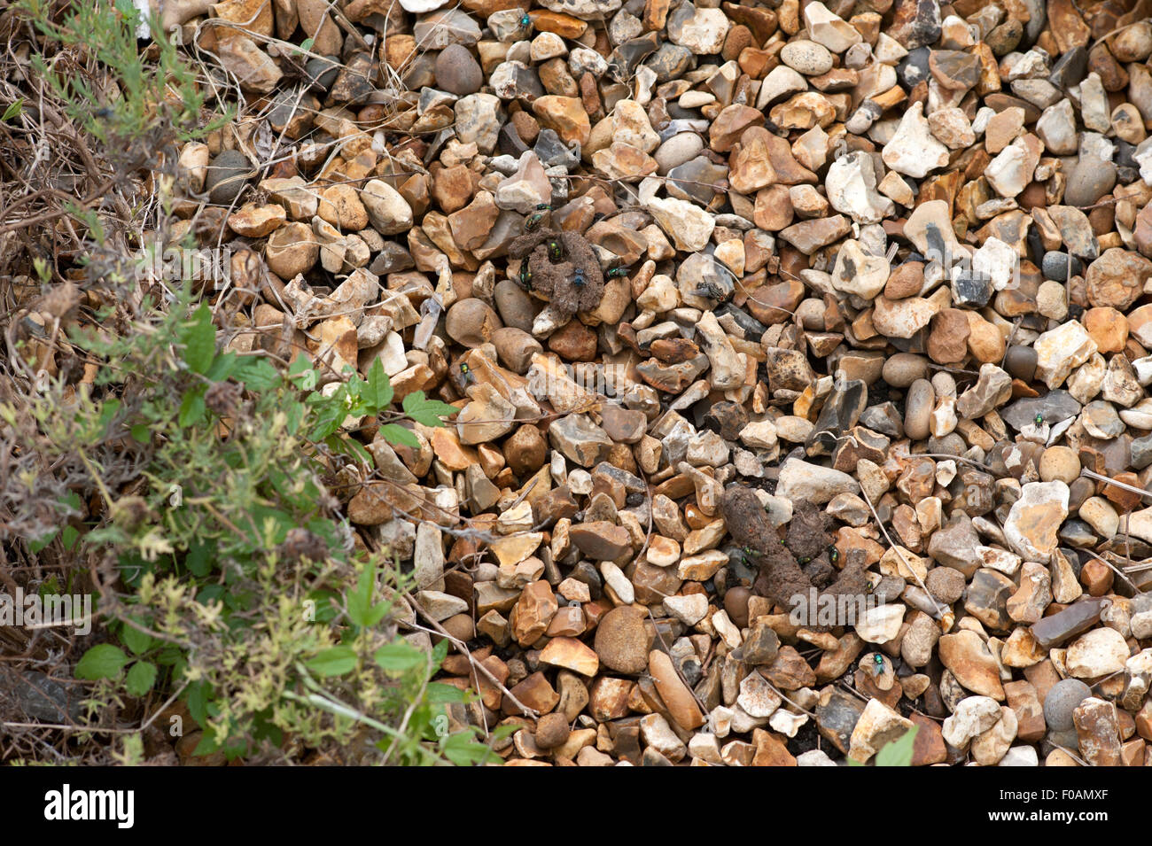 blow flies around cat excrement on stones in a garden Stock Photo