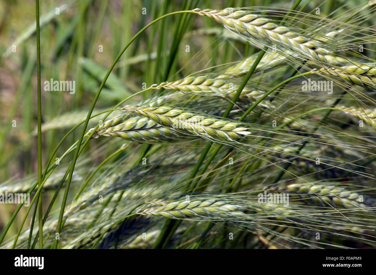 Hartweizen, Weizen, Triticum turgidum conv. durum, Getreide Stock Photo