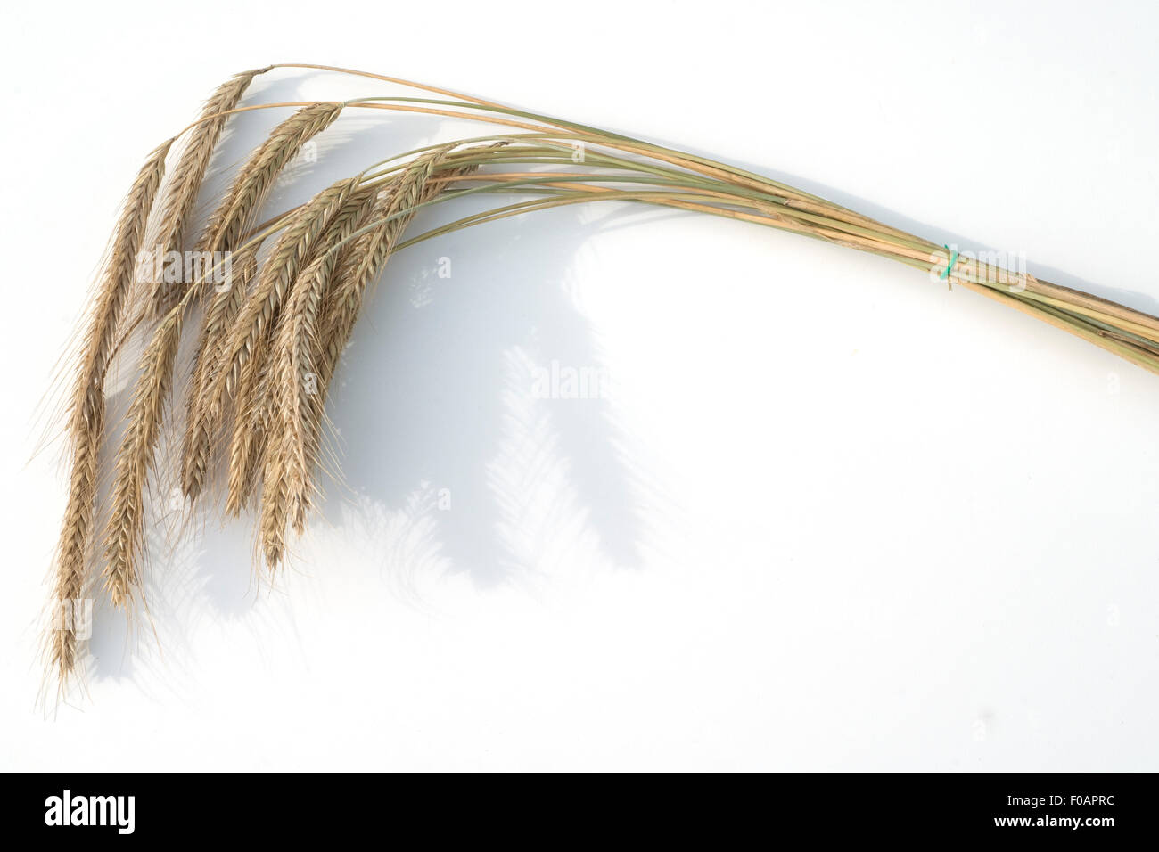 Roggen hi-res stock photography and images - Alamy